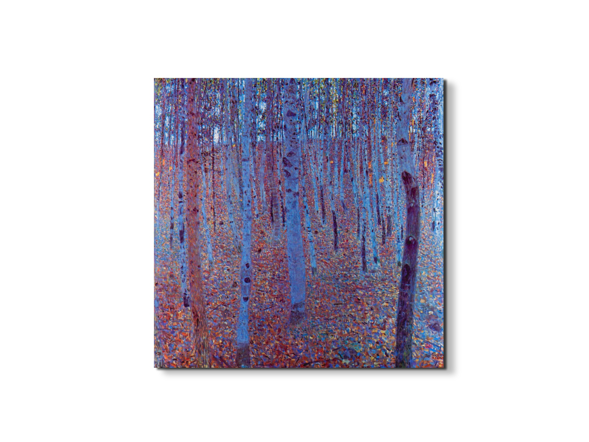 beech-forestas90235-