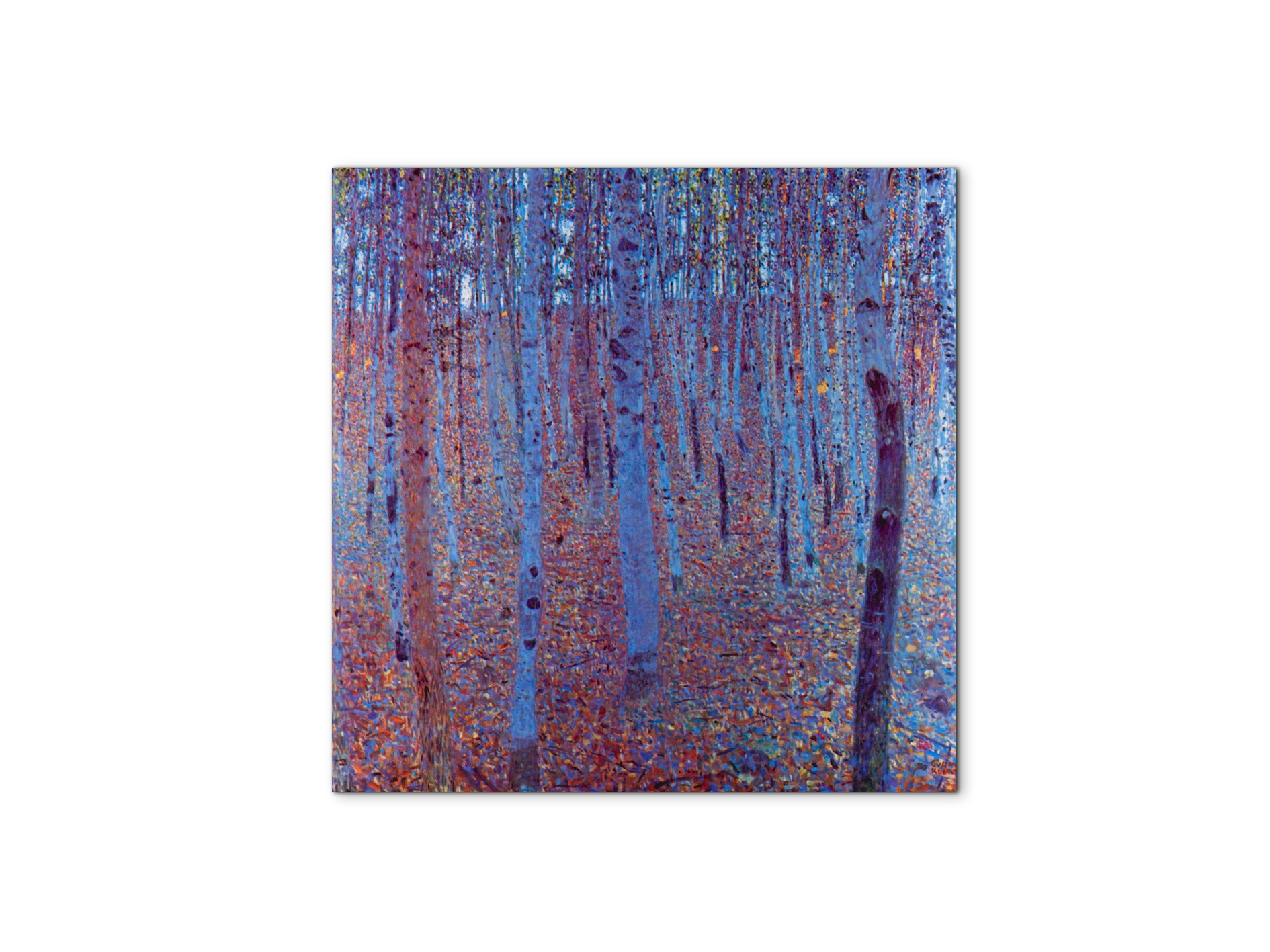 beech-forestas90235-