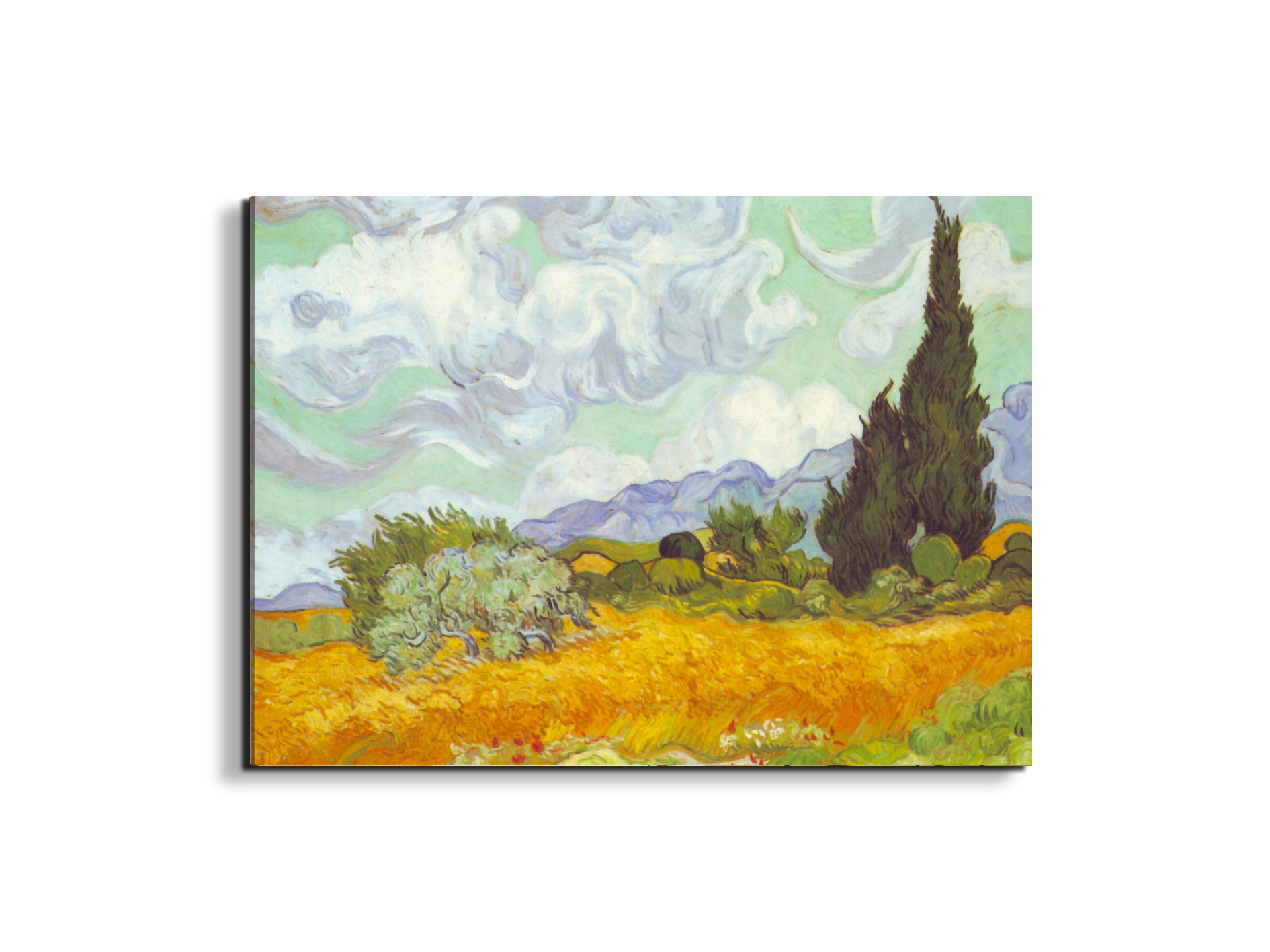cornfield-with-cyprussesas90615-