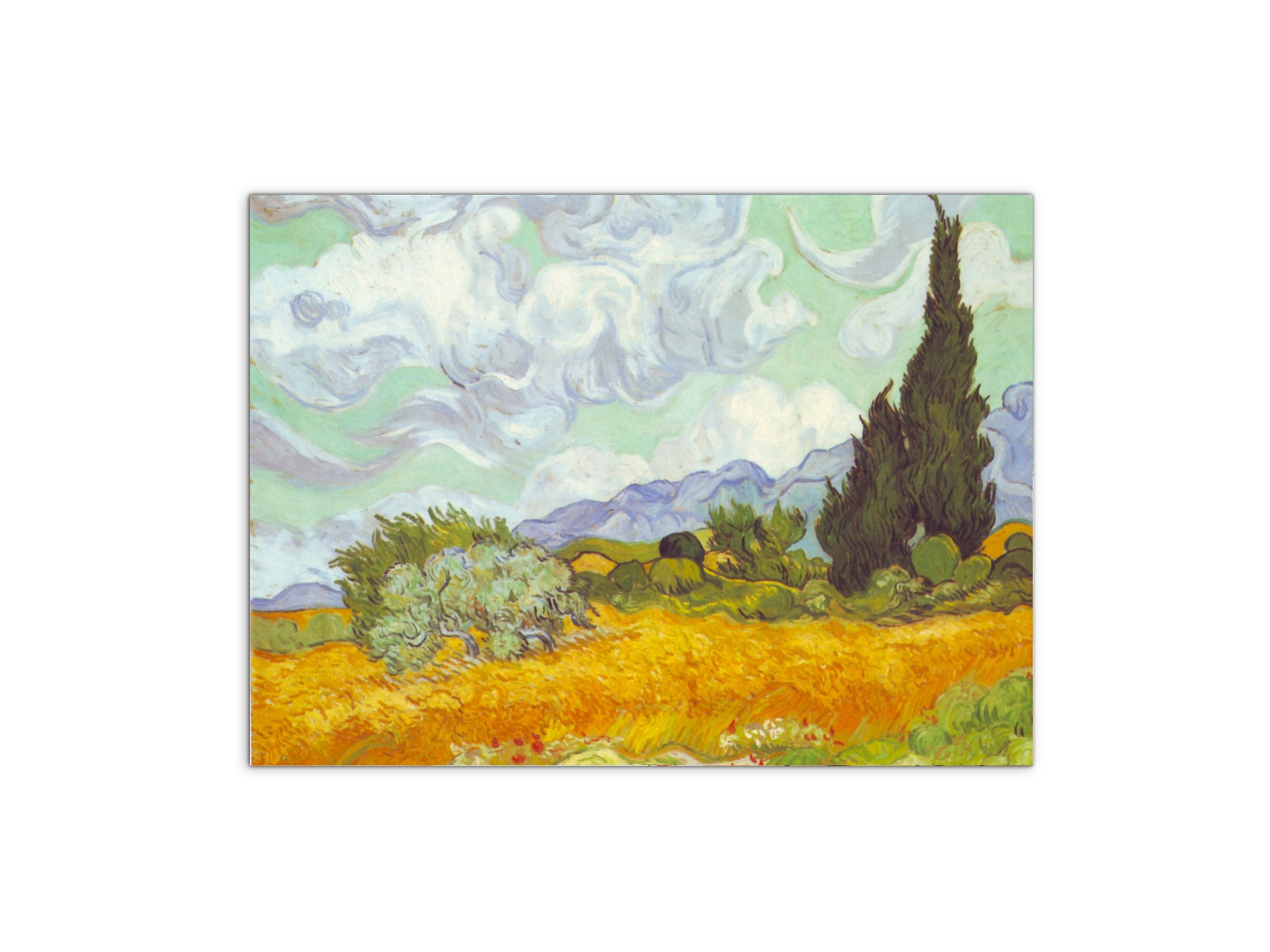 cornfield-with-cyprussesas90615-