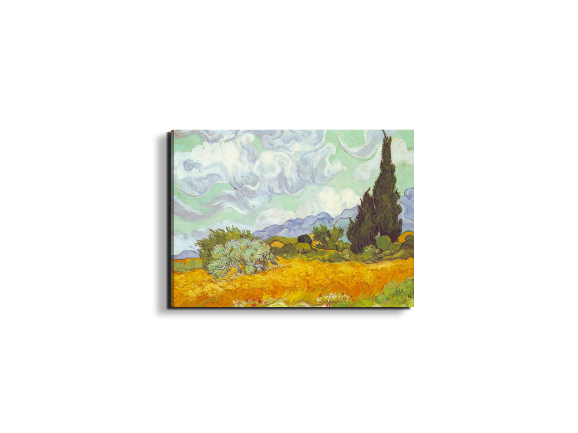 cornfield-with-cyprussesas90615-