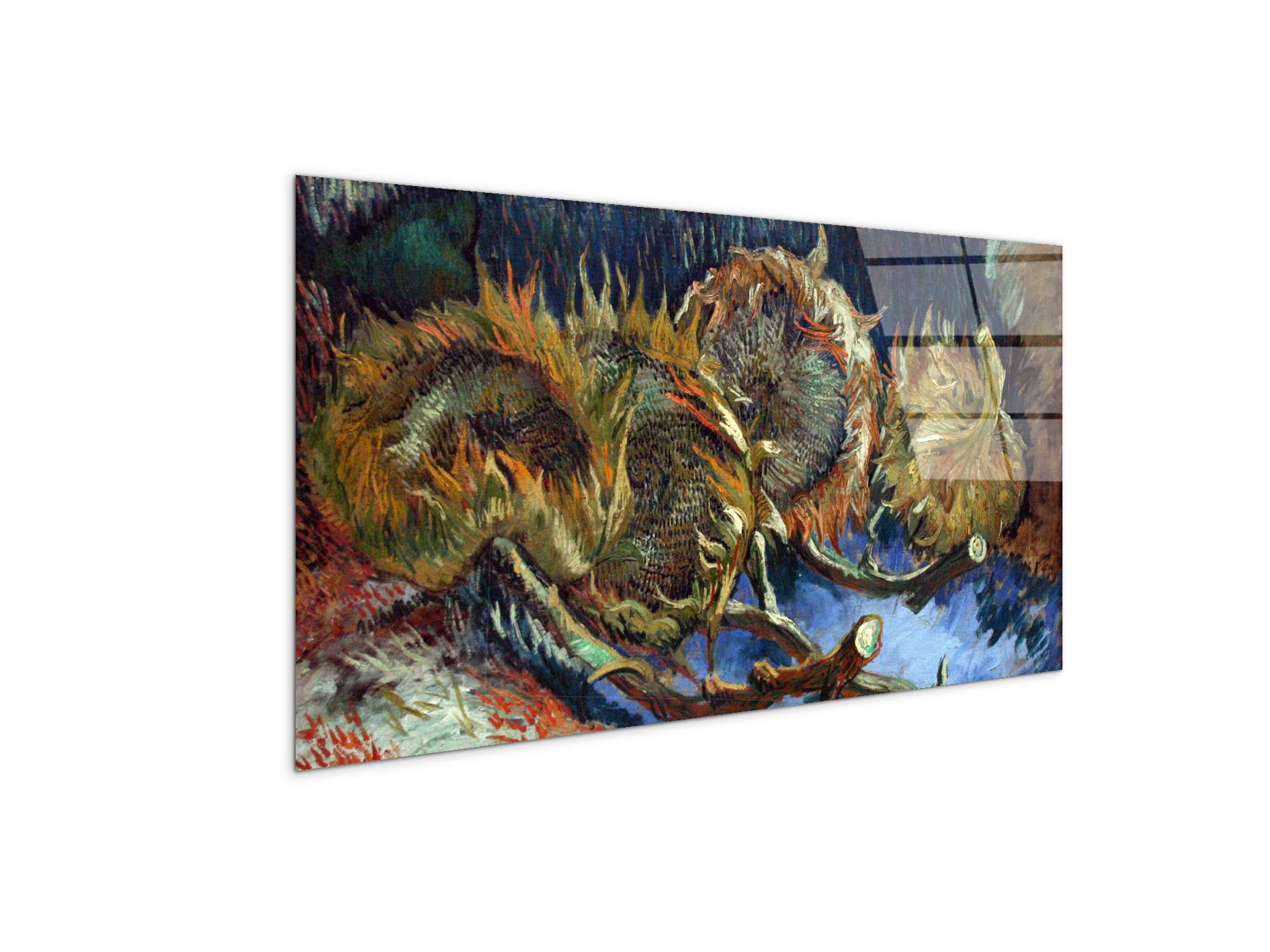 four-sunflowes-gone-to-seedas90671-