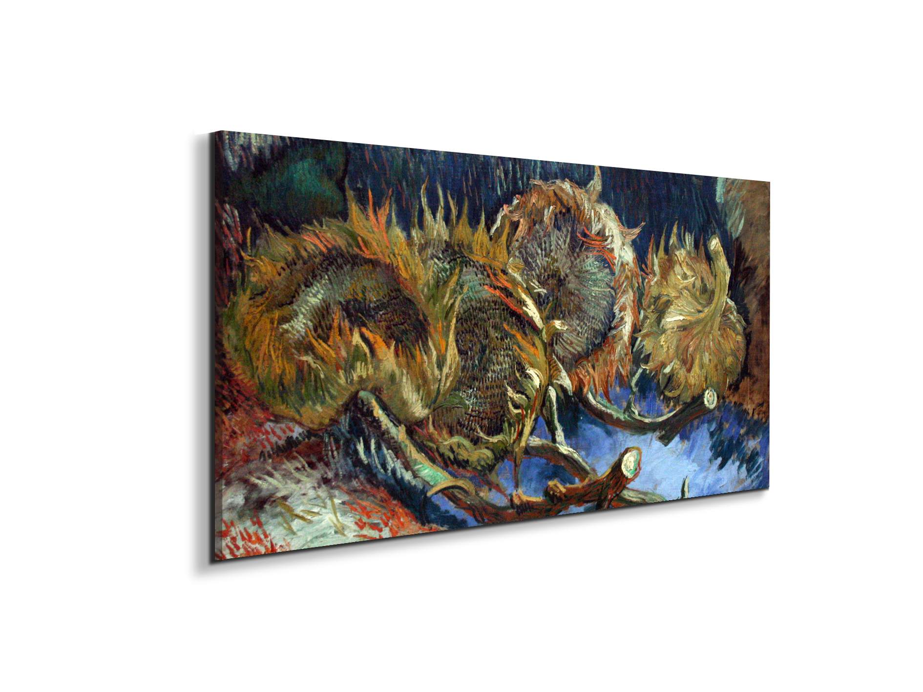 four-sunflowes-gone-to-seedas90671-