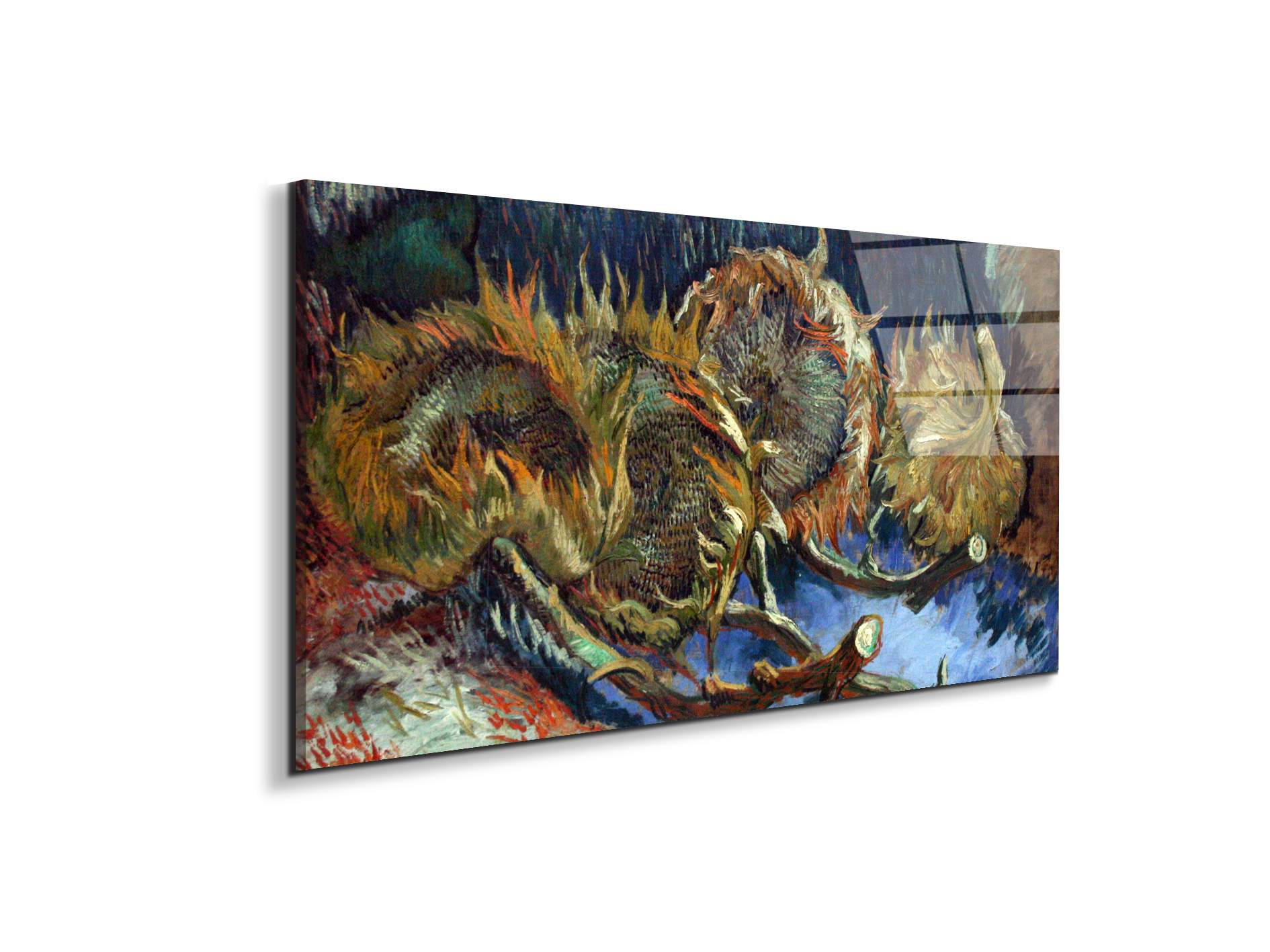 four-sunflowes-gone-to-seedas90671-