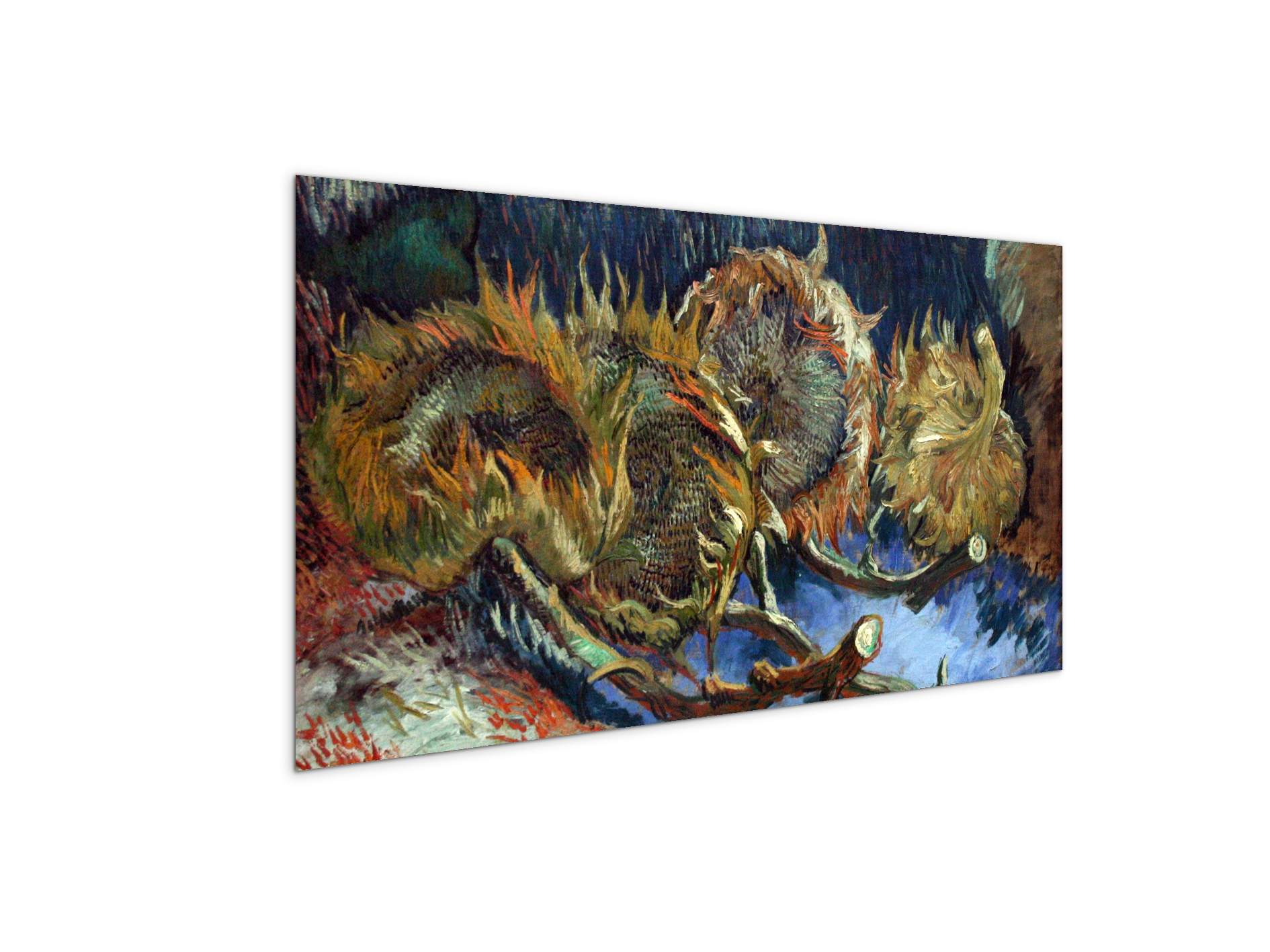 four-sunflowes-gone-to-seedas90671-
