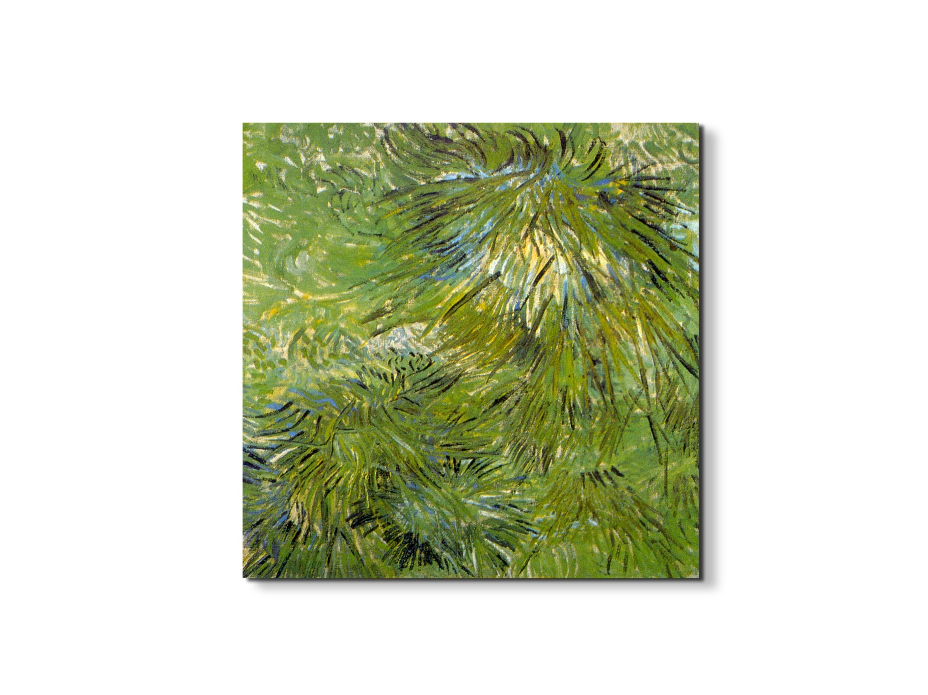 grassas90689-