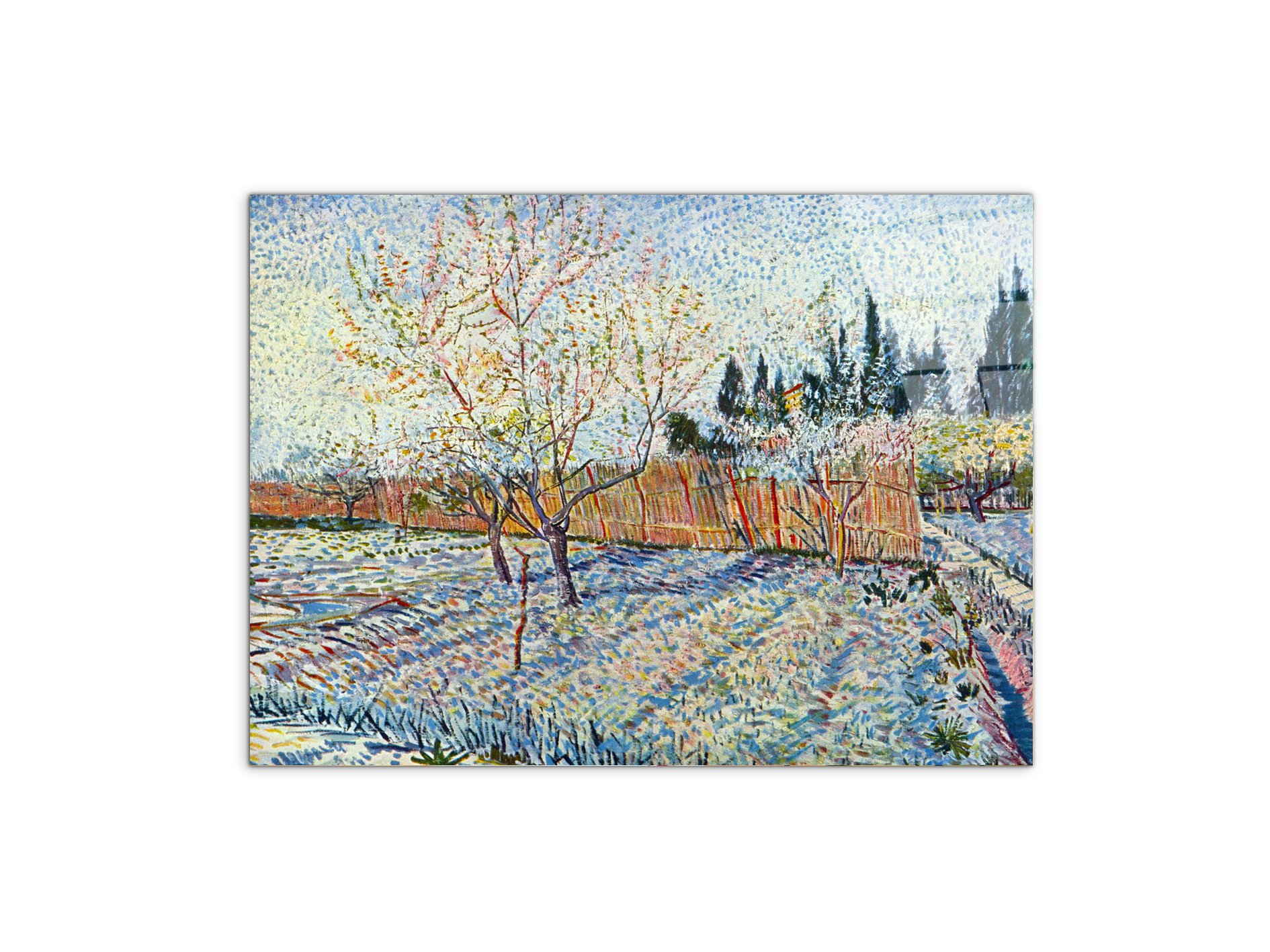 orchard-with-cypressas90755-