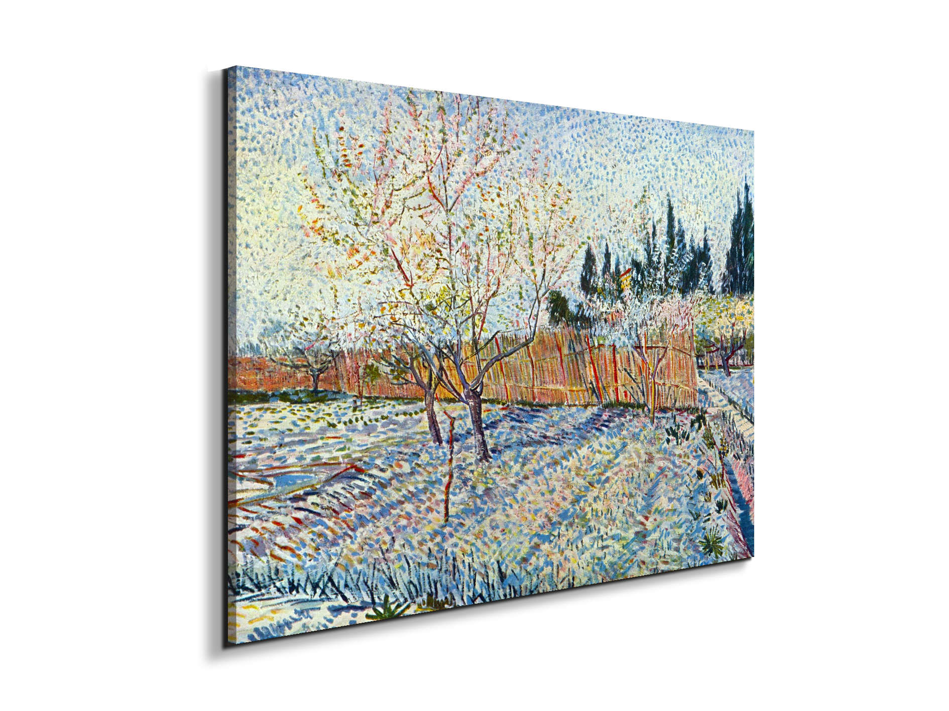 orchard-with-cypressas90755-