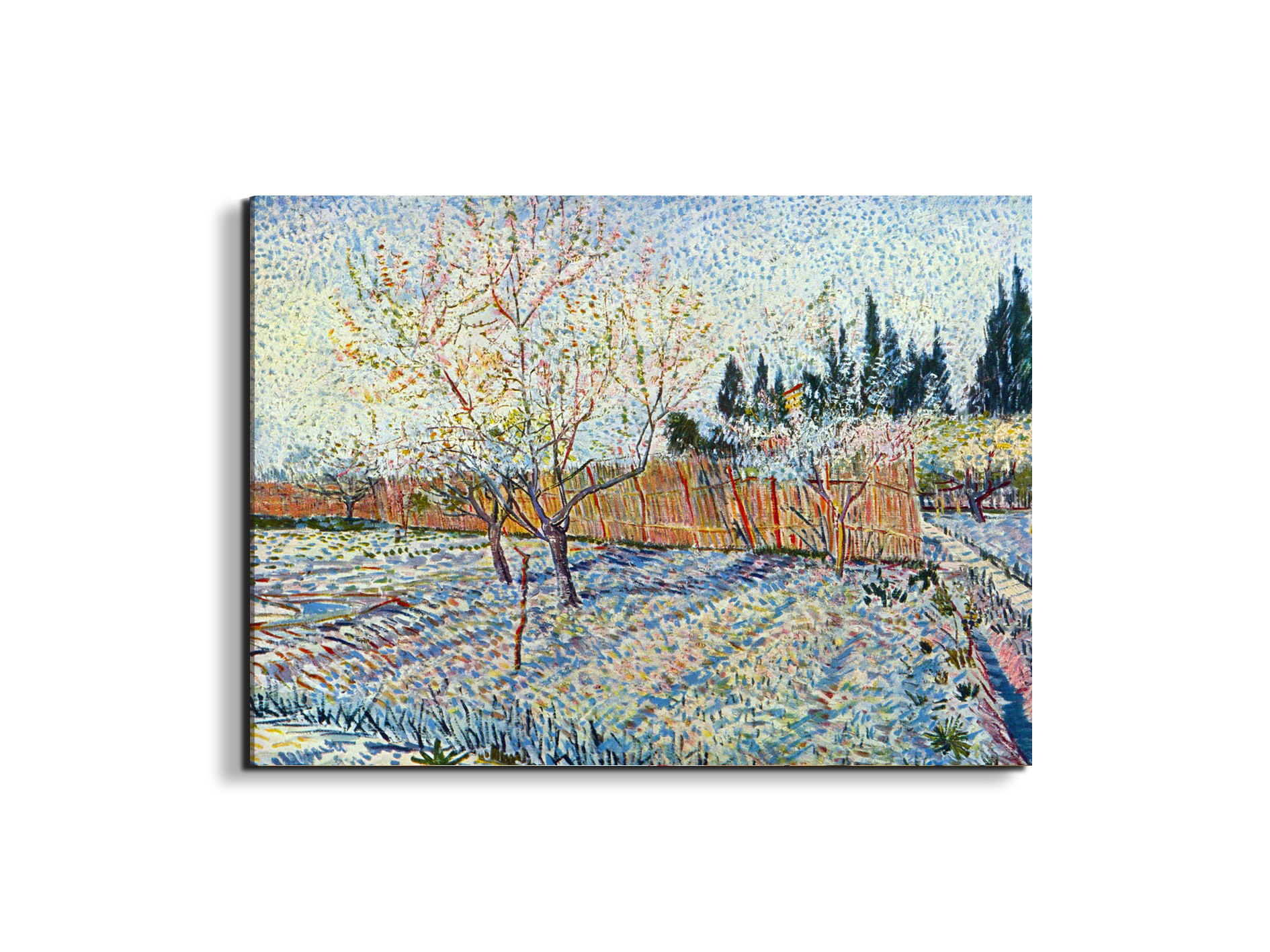 orchard-with-cypressas90755-