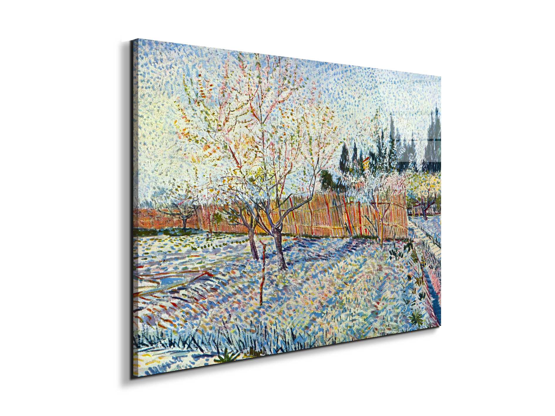 orchard-with-cypressas90755-
