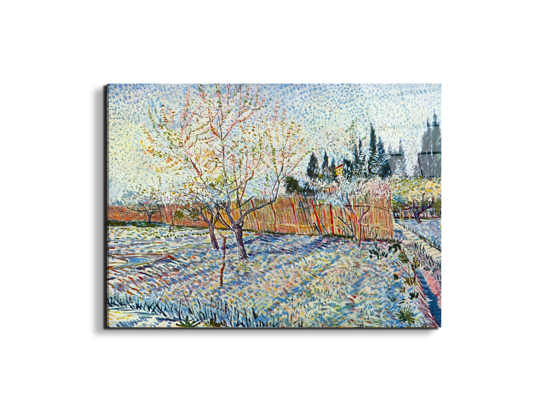 orchard-with-cypressas90755-