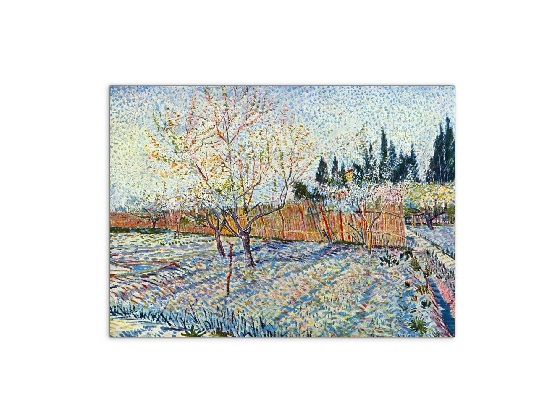orchard-with-cypressas90755-
