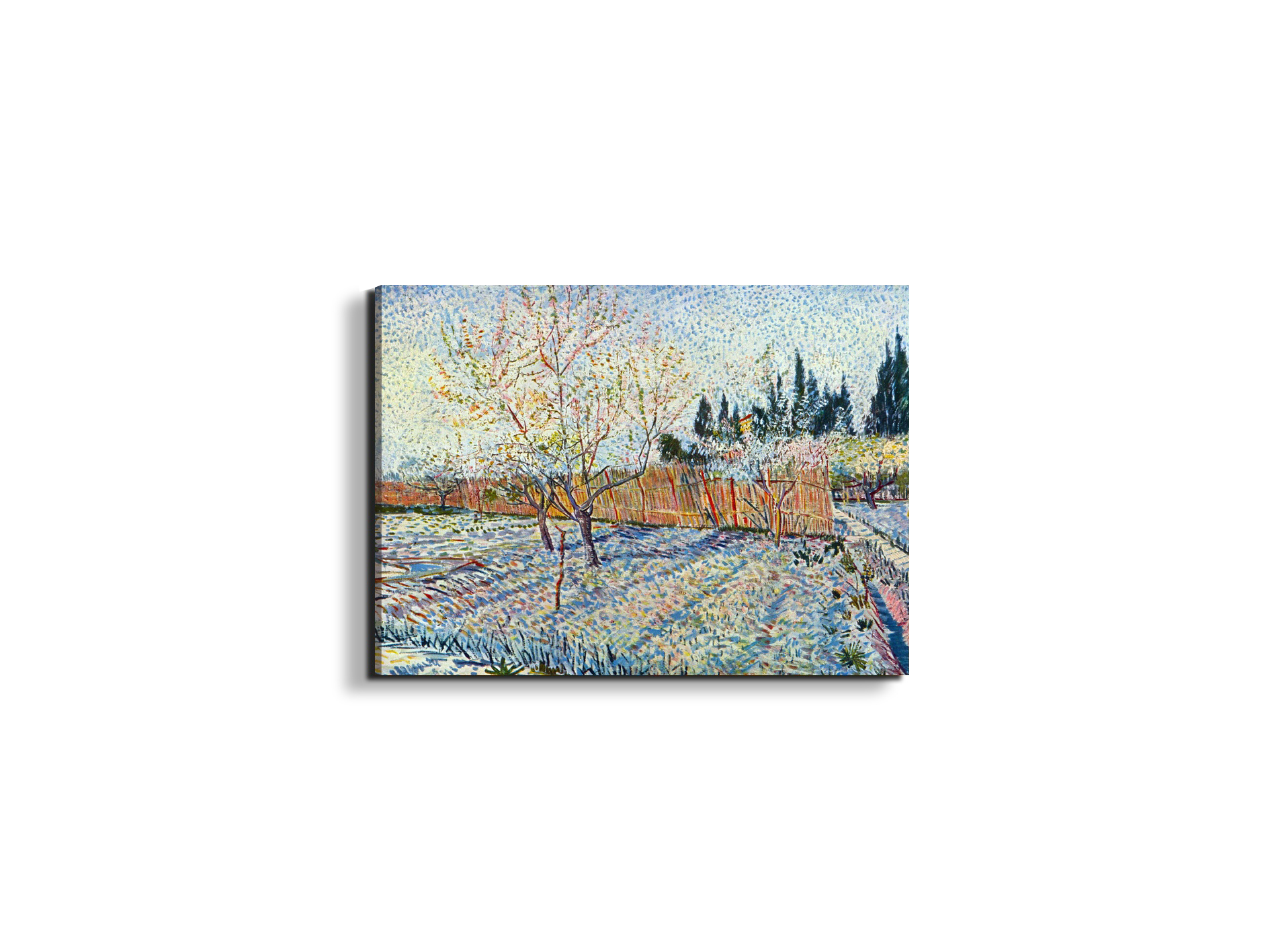 orchard-with-cypressas90755-