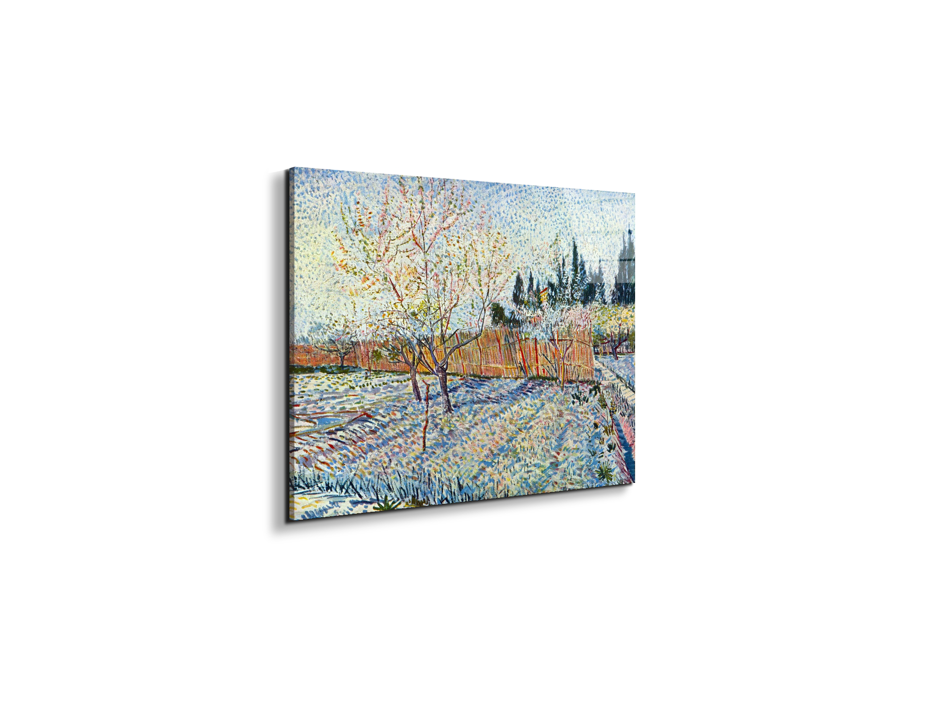 orchard-with-cypressas90755-