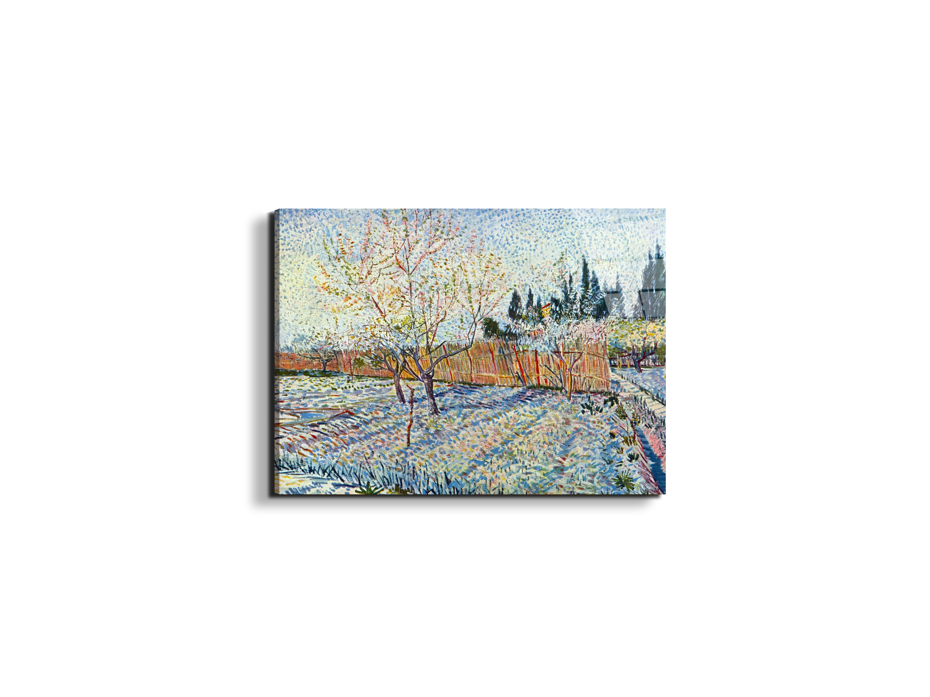 orchard-with-cypressas90755-