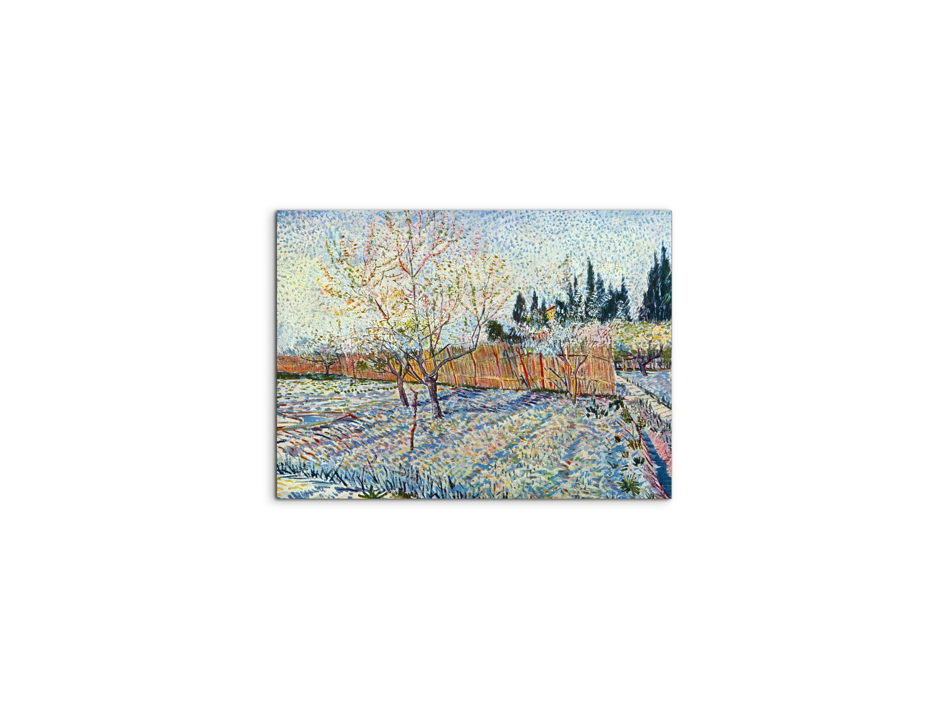 orchard-with-cypressas90755-