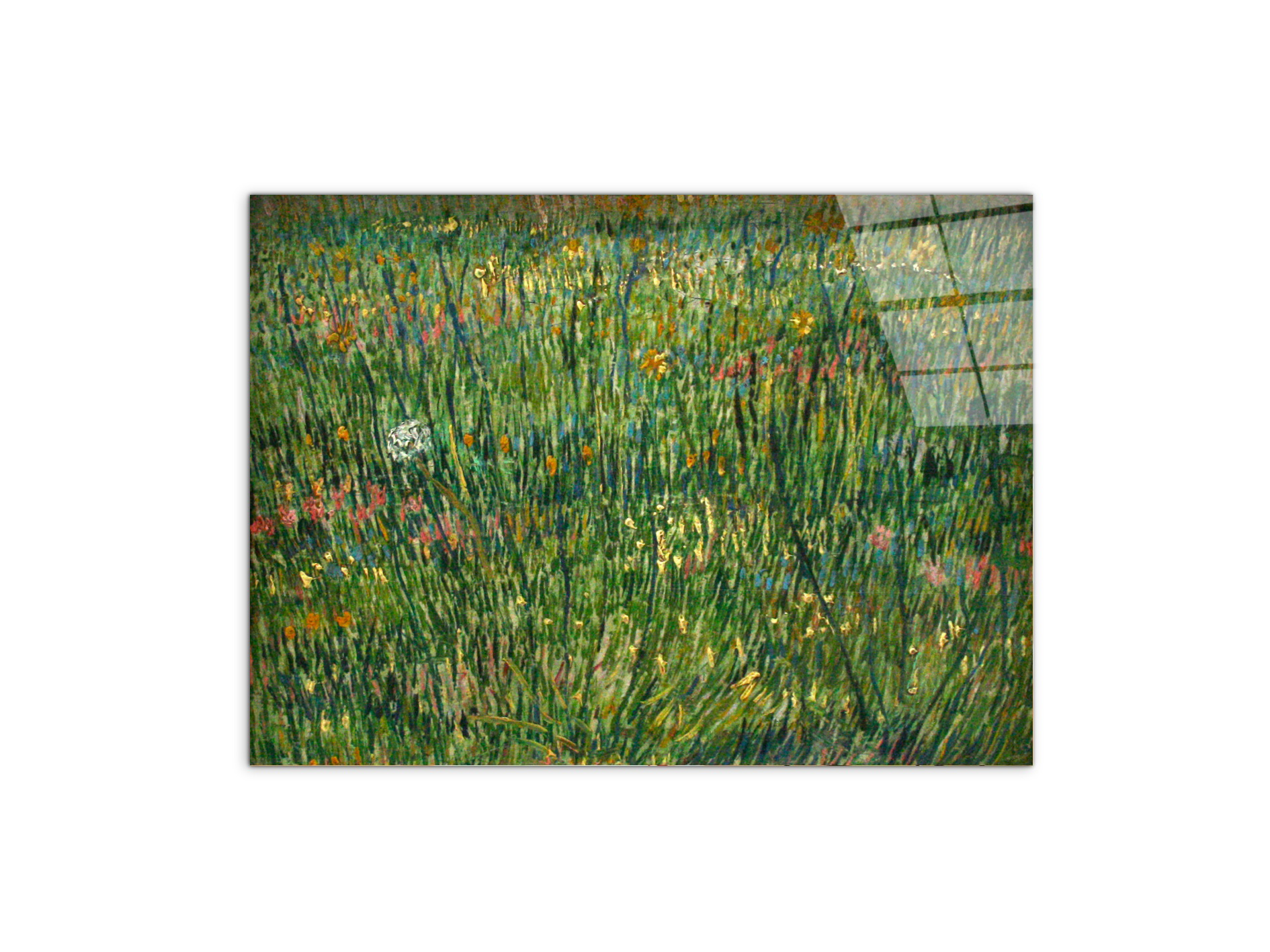 patch-of-grassas90773-