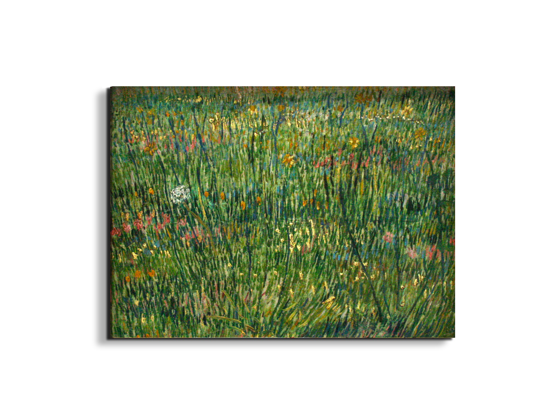 patch-of-grassas90773-