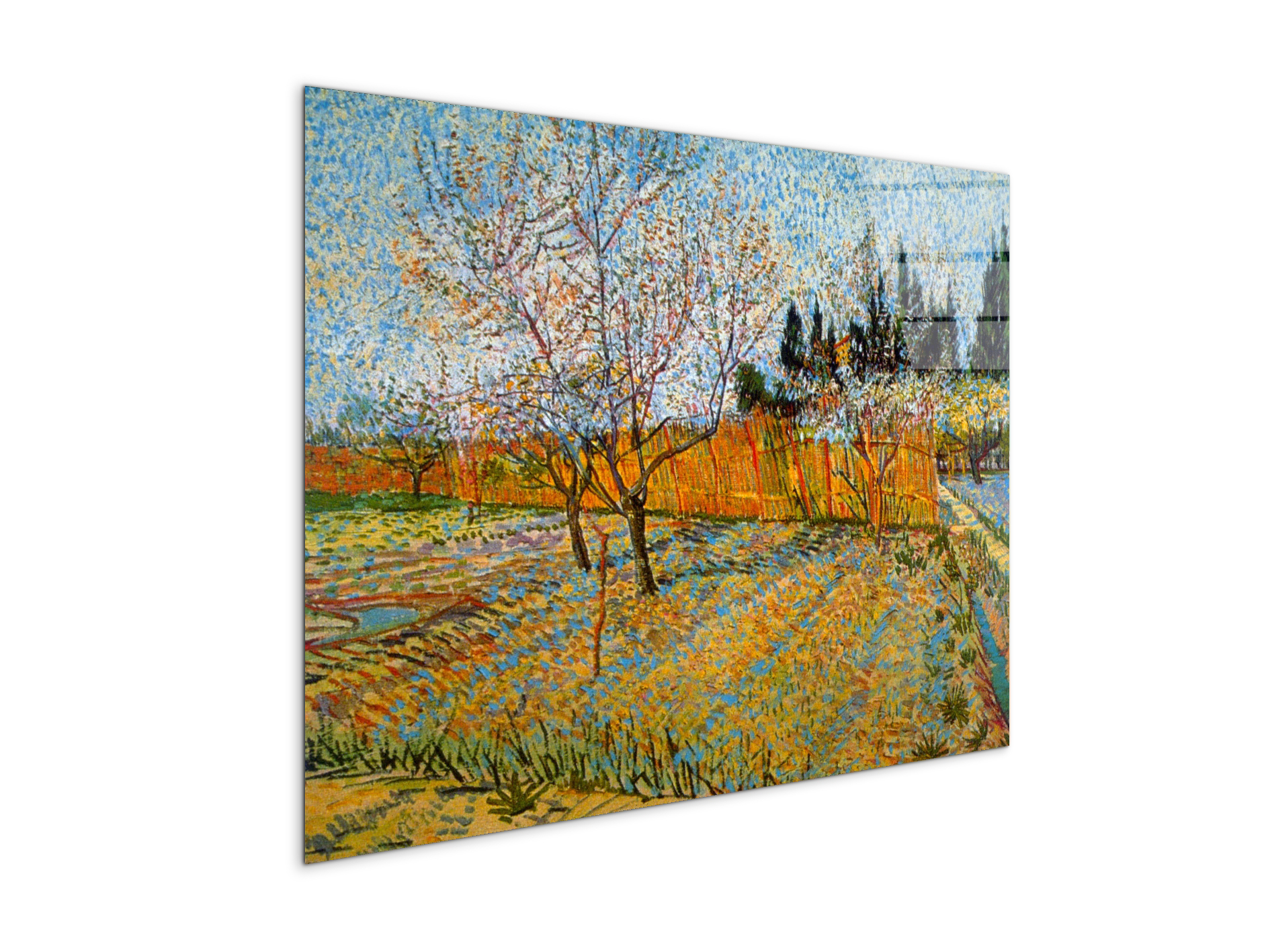 peach-treesas90781-
