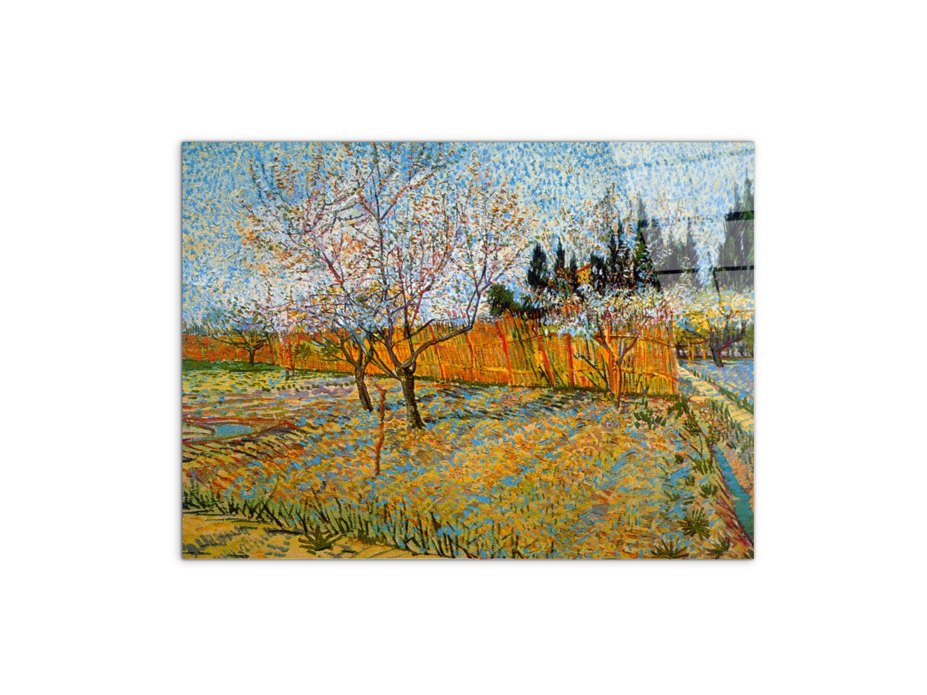peach-treesas90781-