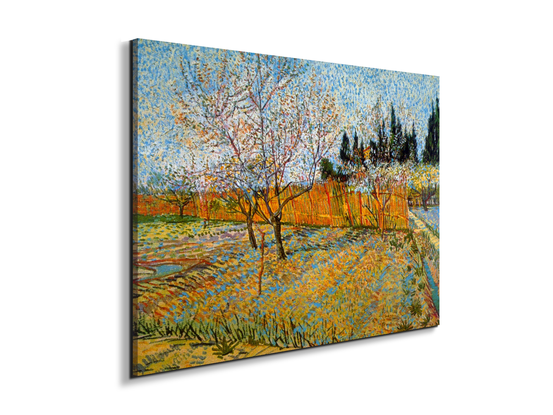 peach-treesas90781-