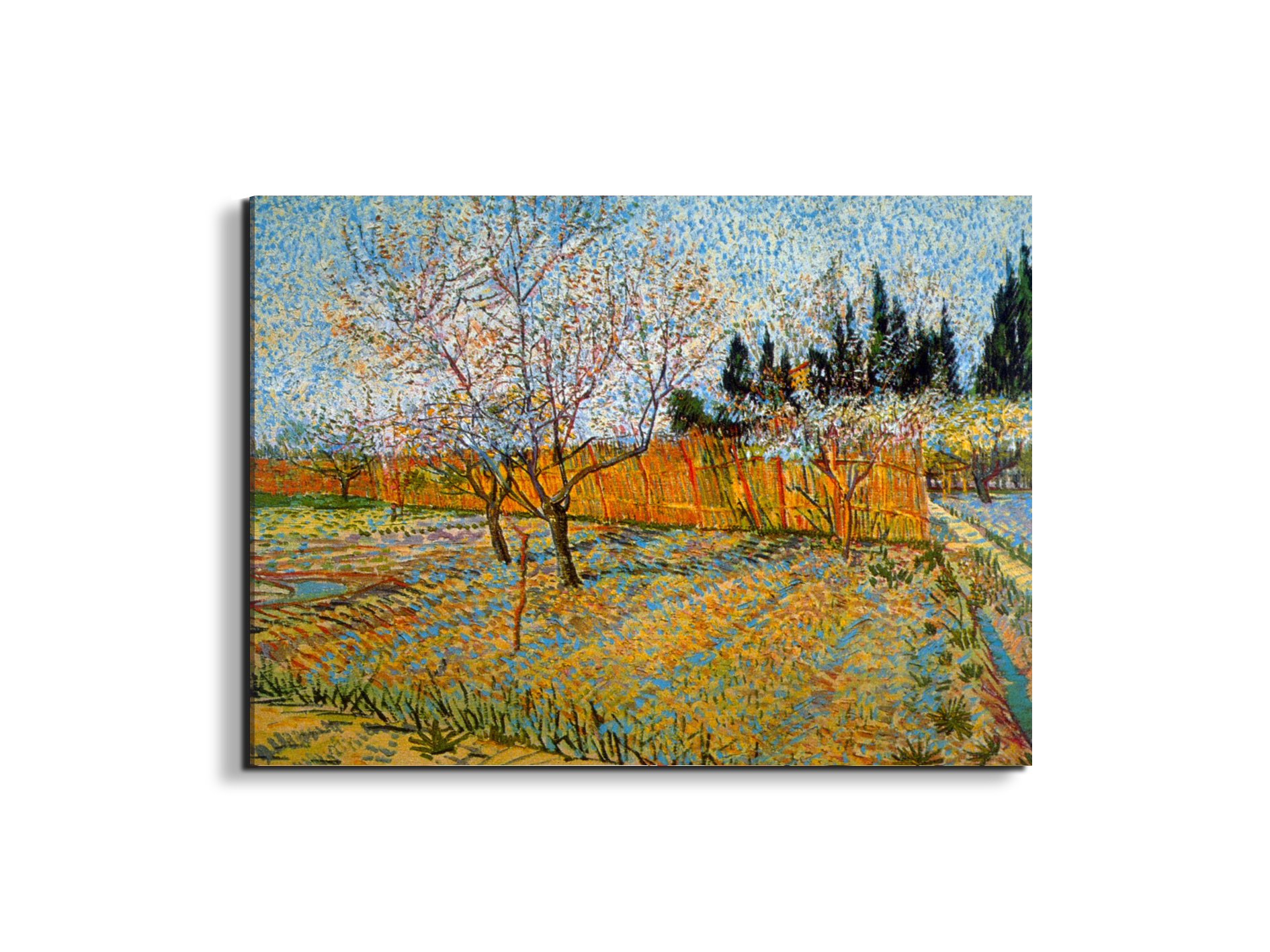 peach-treesas90781-