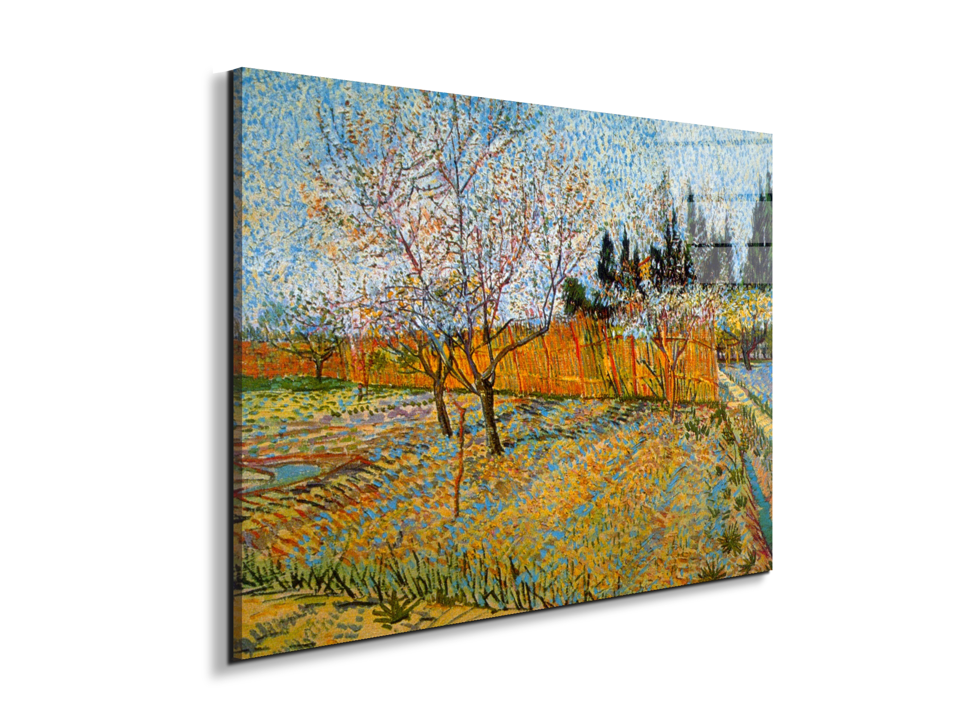peach-treesas90781-