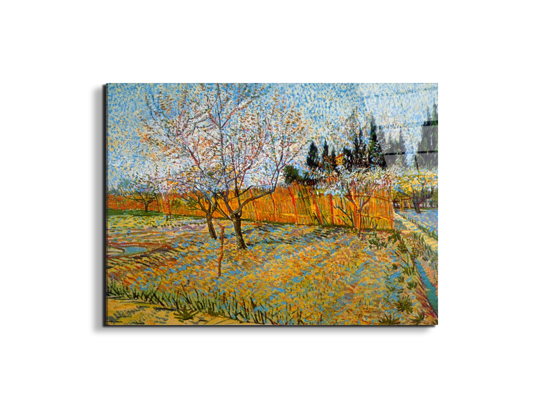 peach-treesas90781-