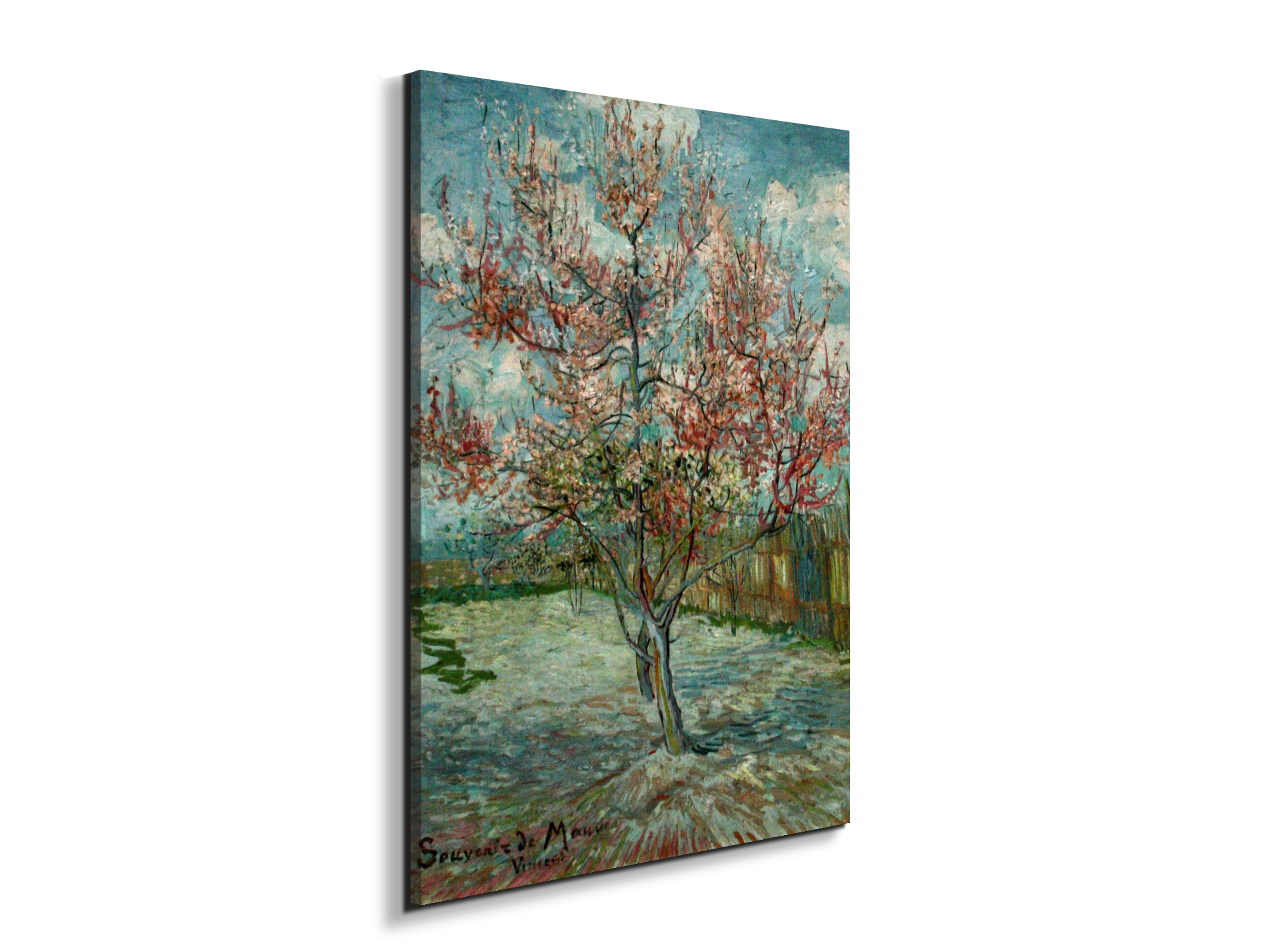 pink-peach-trees-souvenir-de-mauveas90797-