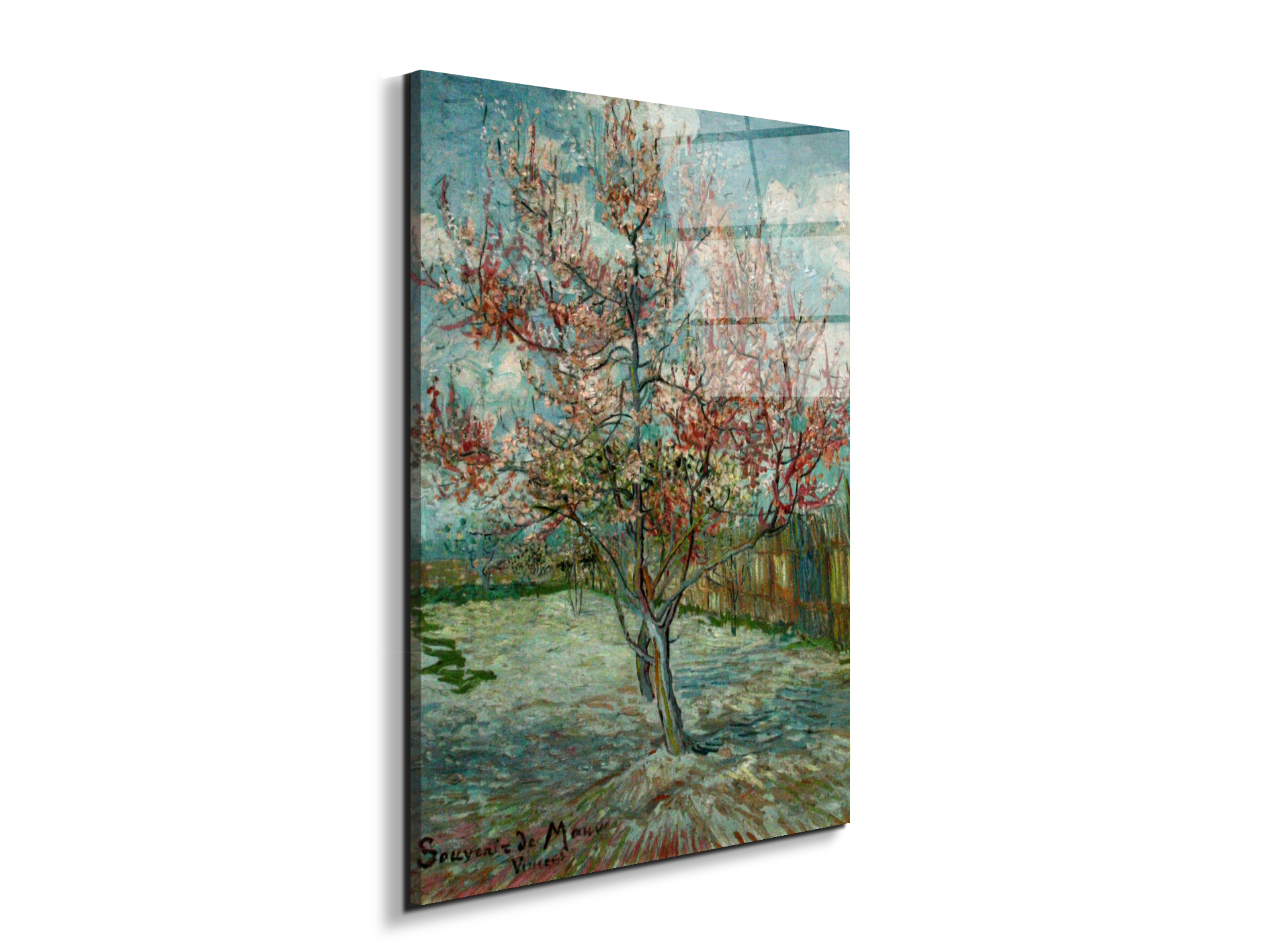 pink-peach-trees-souvenir-de-mauveas90797-