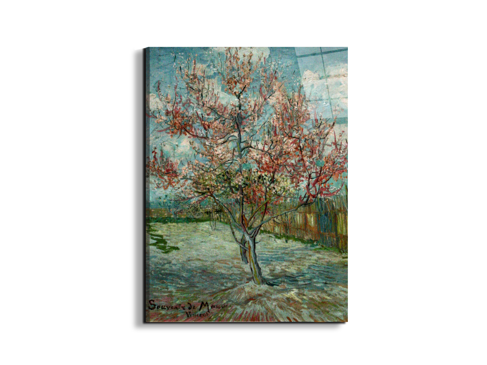 pink-peach-trees-souvenir-de-mauveas90797-
