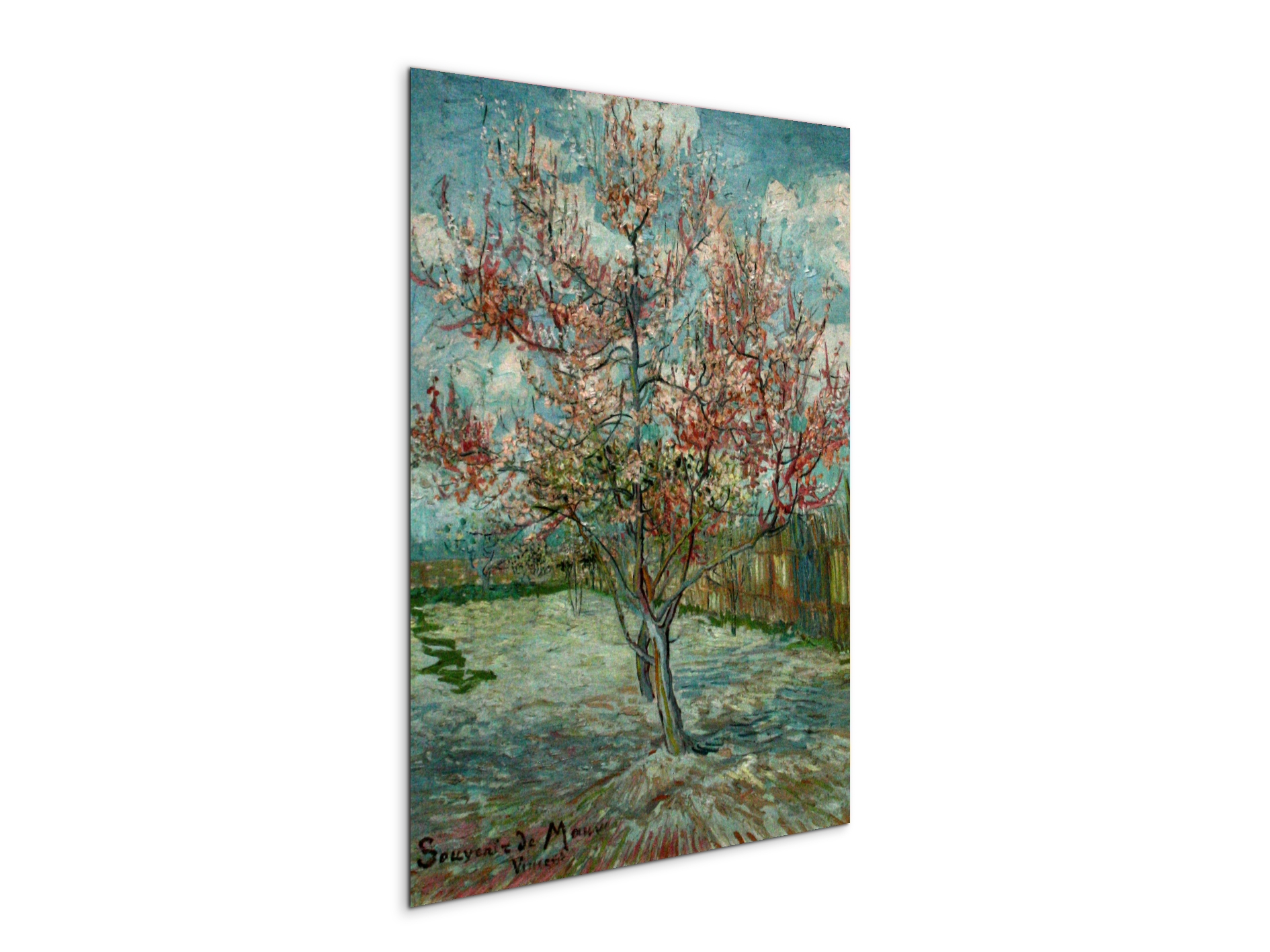 pink-peach-trees-souvenir-de-mauveas90797-