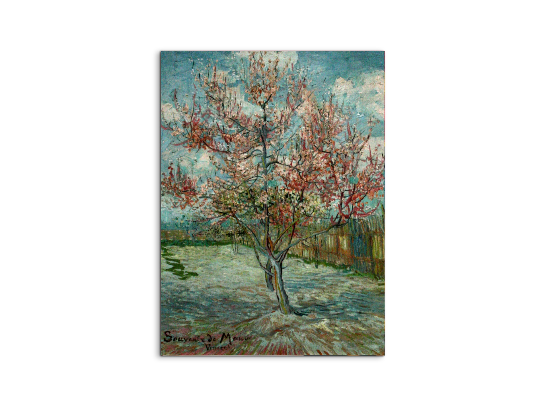 pink-peach-trees-souvenir-de-mauveas90797-