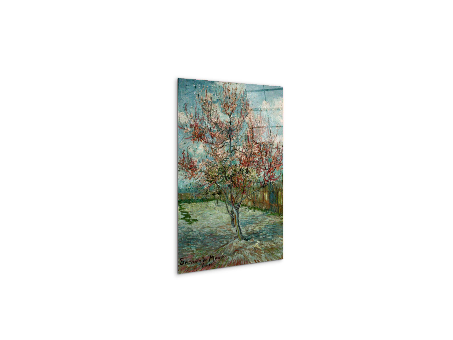 pink-peach-trees-souvenir-de-mauveas90797-