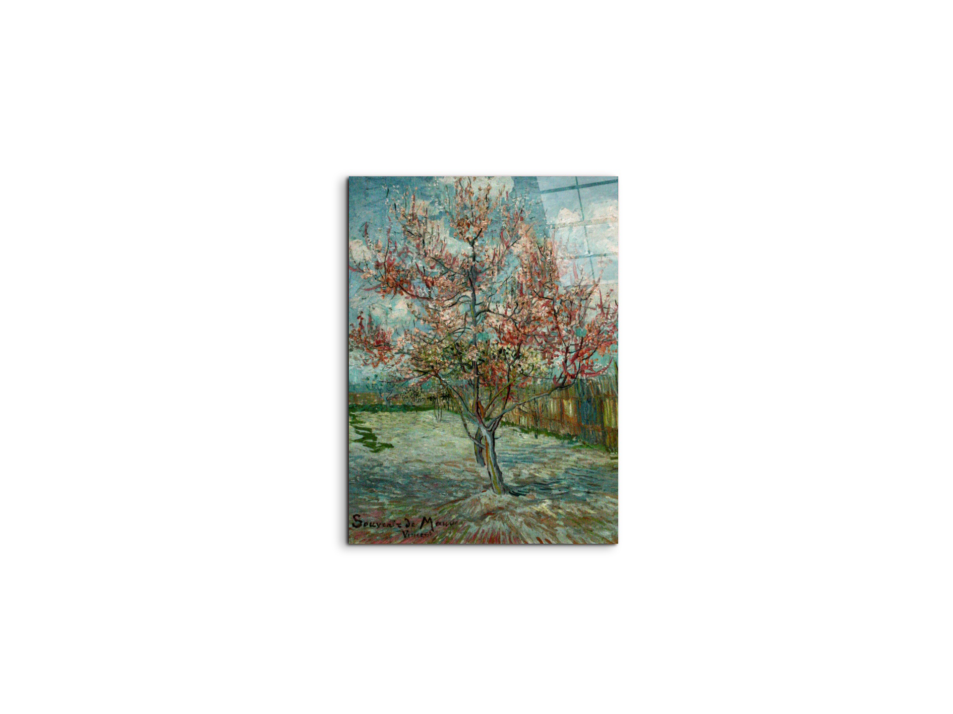 pink-peach-trees-souvenir-de-mauveas90797-