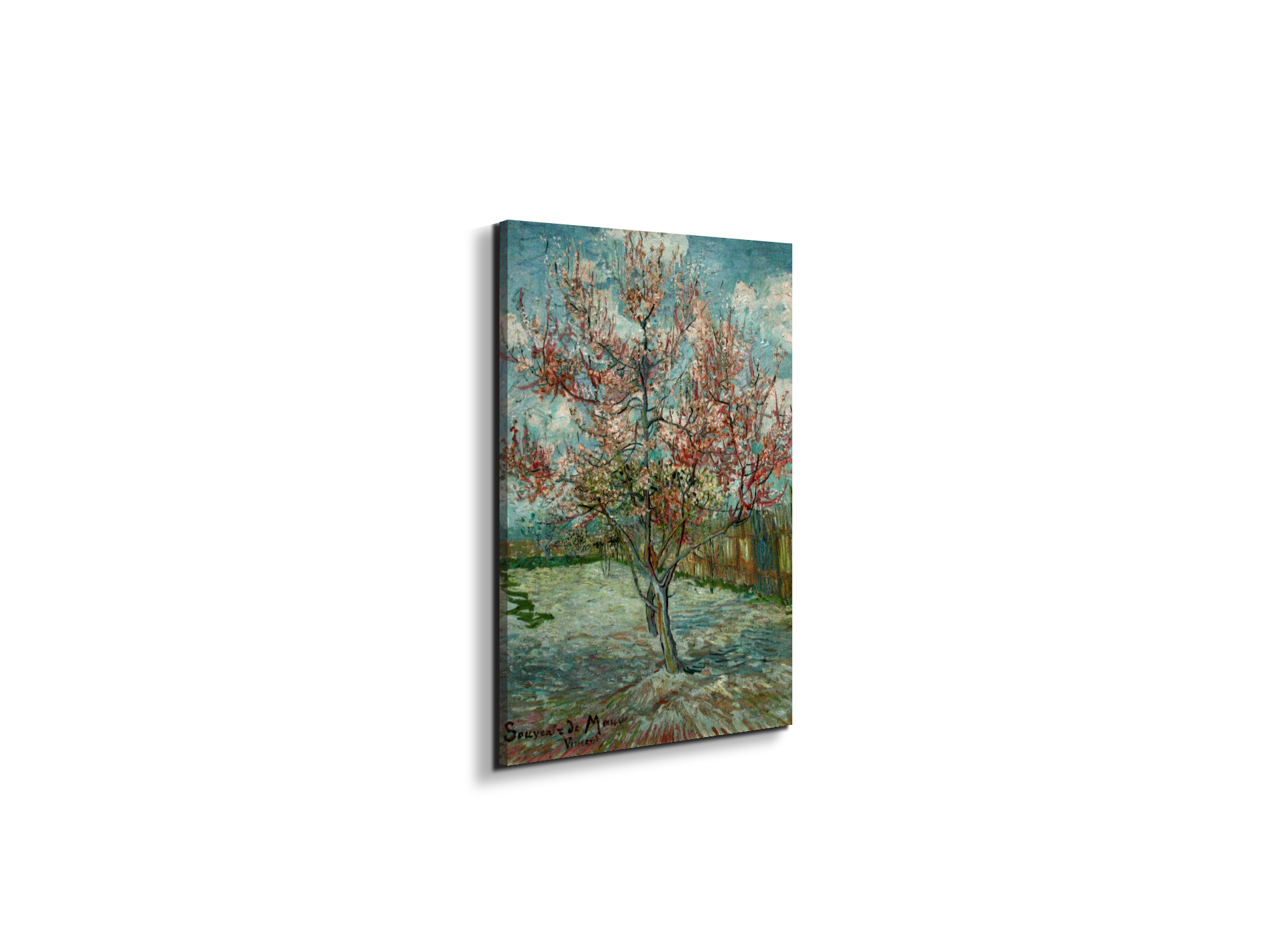 pink-peach-trees-souvenir-de-mauveas90797-