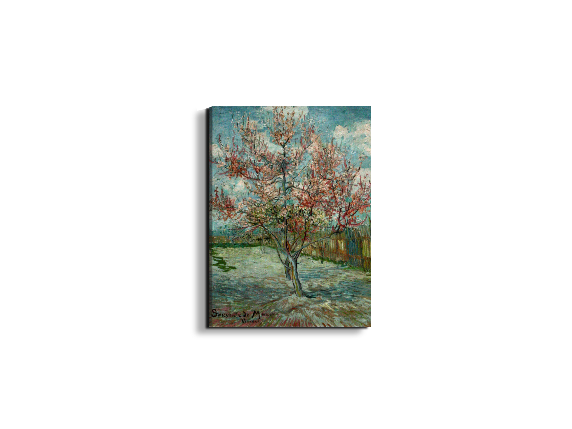 pink-peach-trees-souvenir-de-mauveas90797-