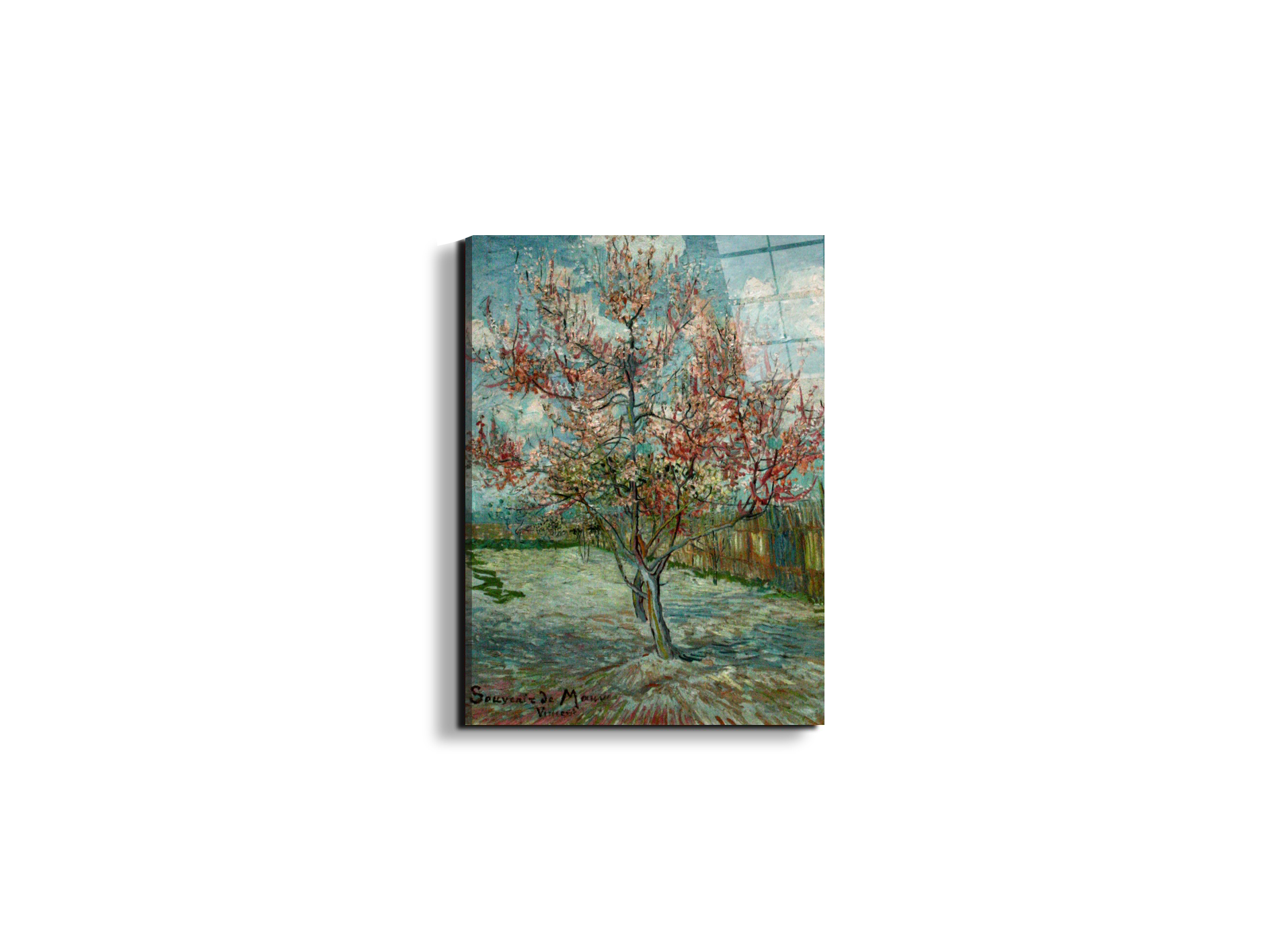 pink-peach-trees-souvenir-de-mauveas90797-