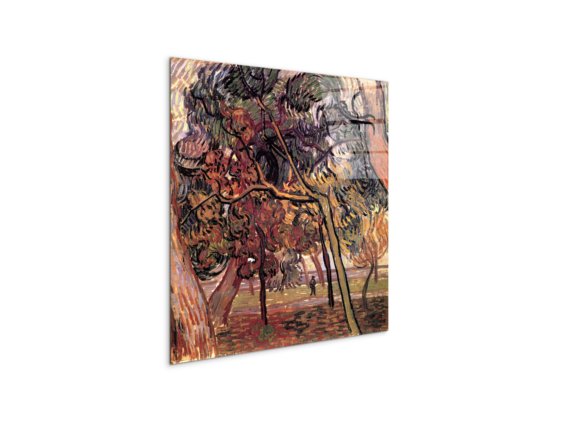 study-of-pine-treesas90897-