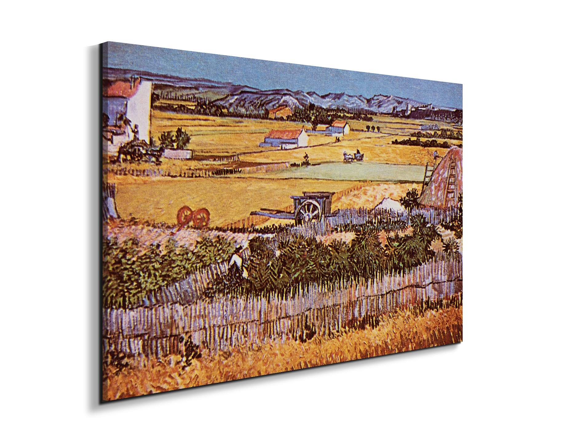 the-harvest-as90925-