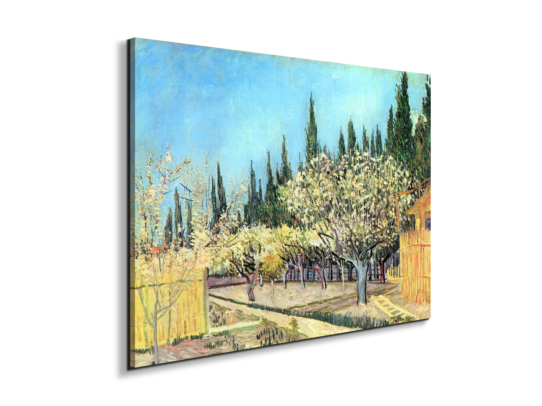 flowering-fruit-garden-surrounded-by-cypress-as91067-