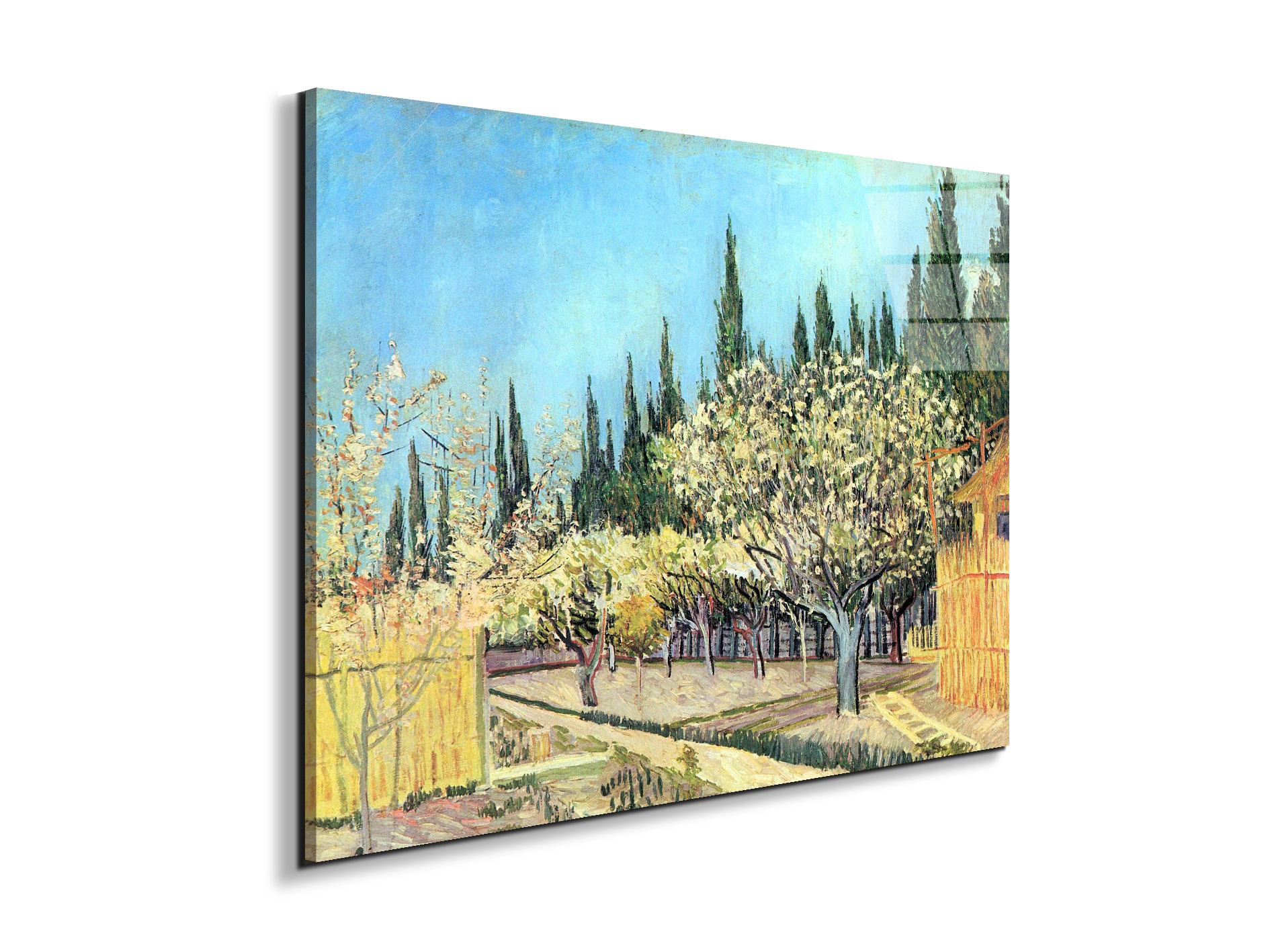 flowering-fruit-garden-surrounded-by-cypress-as91067-