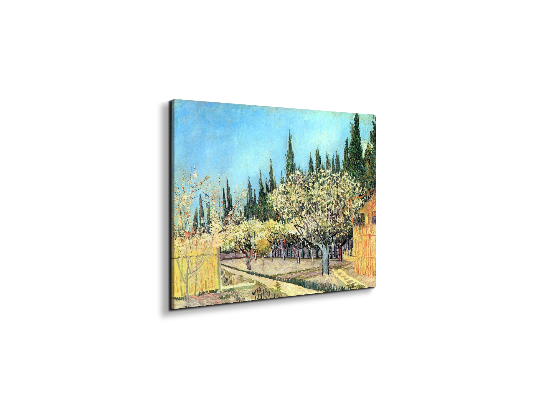 flowering-fruit-garden-surrounded-by-cypress-as91067-