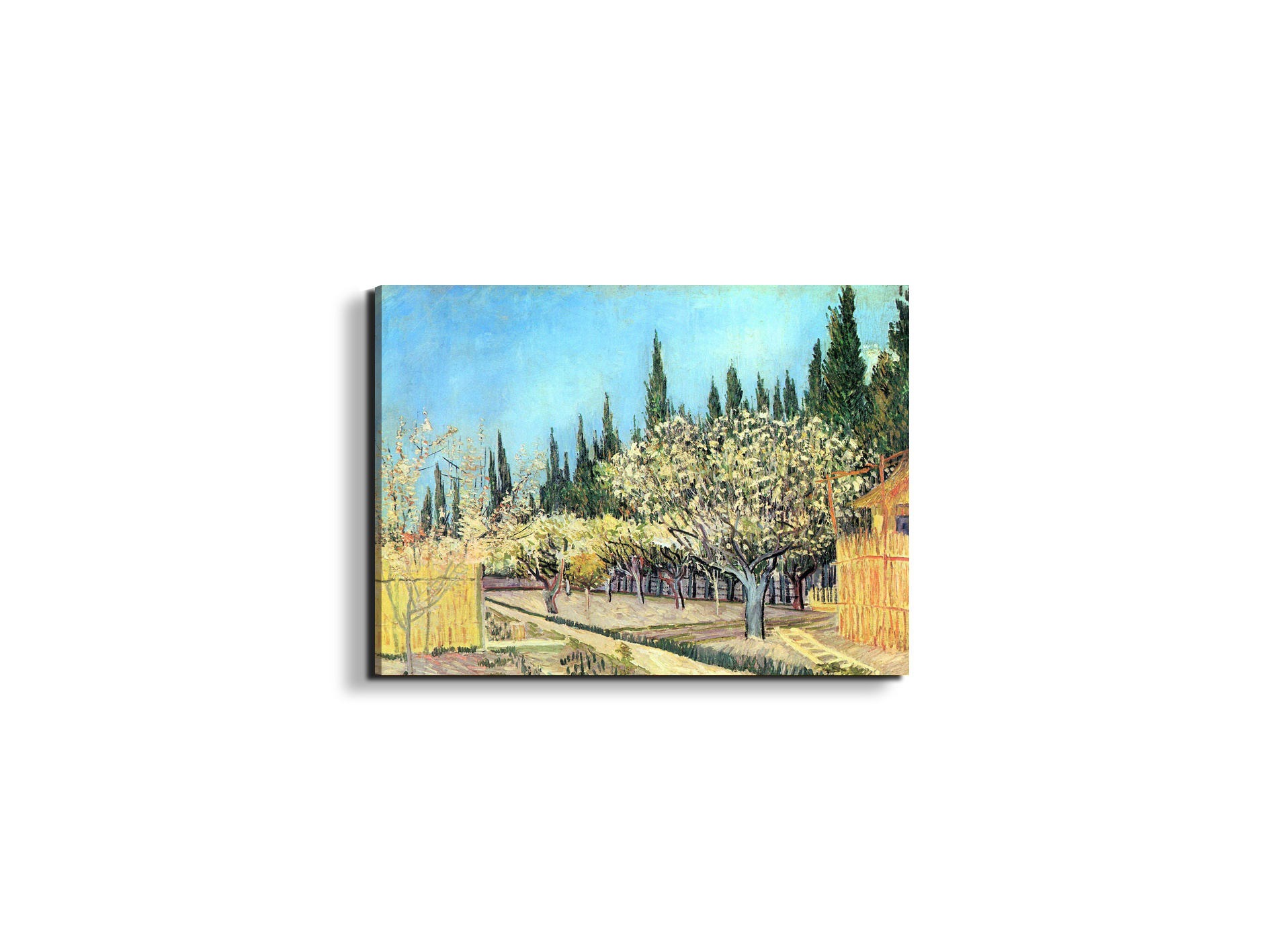 flowering-fruit-garden-surrounded-by-cypress-as91067-