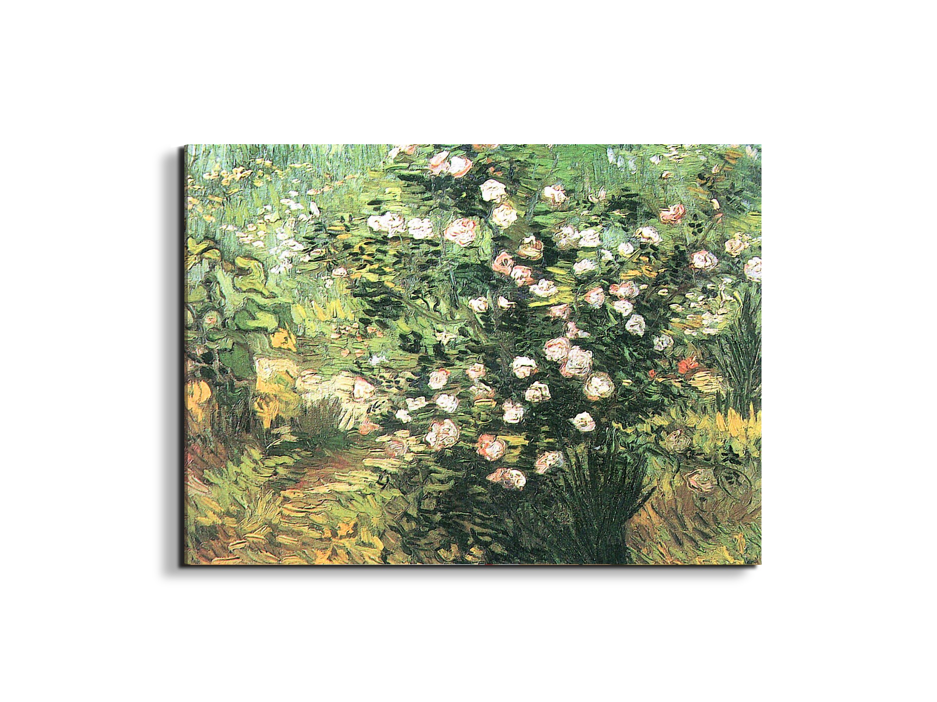flowering-rosebushas91071-#materiale_EarthArt Materic/dimensioni_76x57