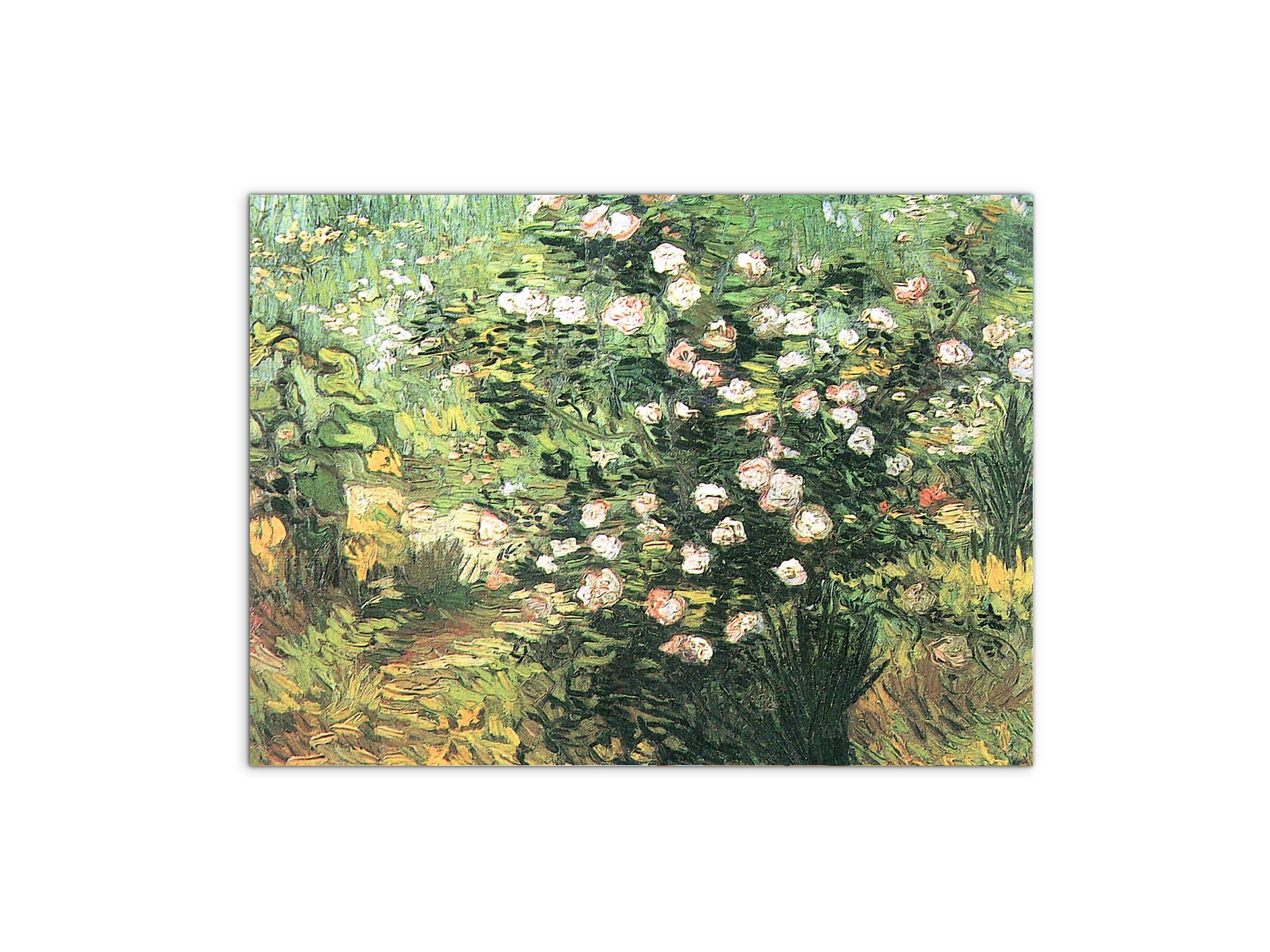 flowering-rosebushas91071-#materiale_MetalArt Materic/dimensioni_76x57