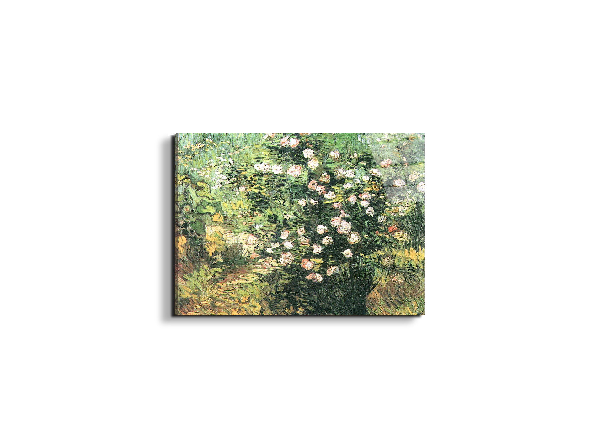 flowering-rosebushas91071-#materiale_EarthArt Total Gloss/dimensioni_50x37,50