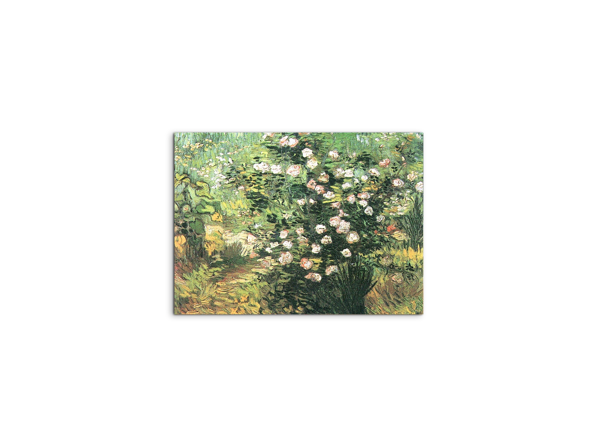 flowering-rosebushas91071-#materiale_MetalArt Materic/dimensioni_50x37,50