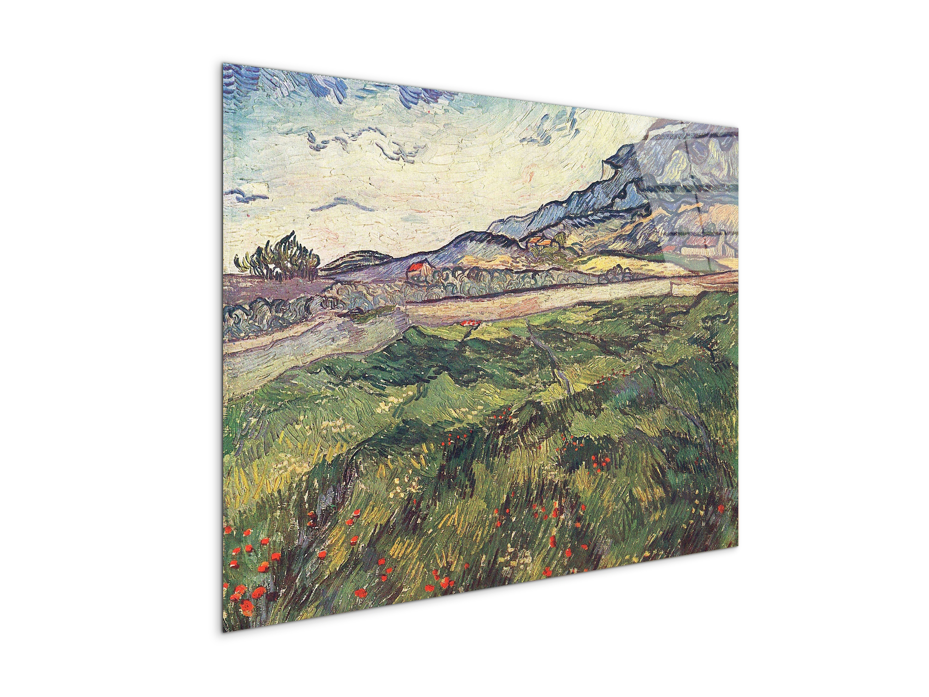 green-wheat-field-as91077-