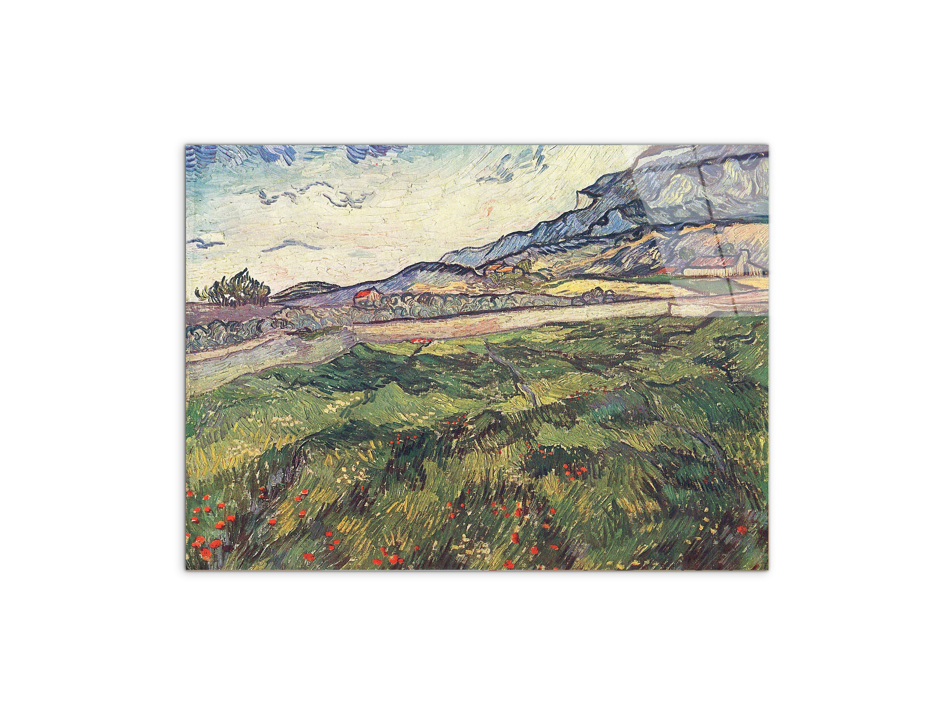 green-wheat-field-as91077-